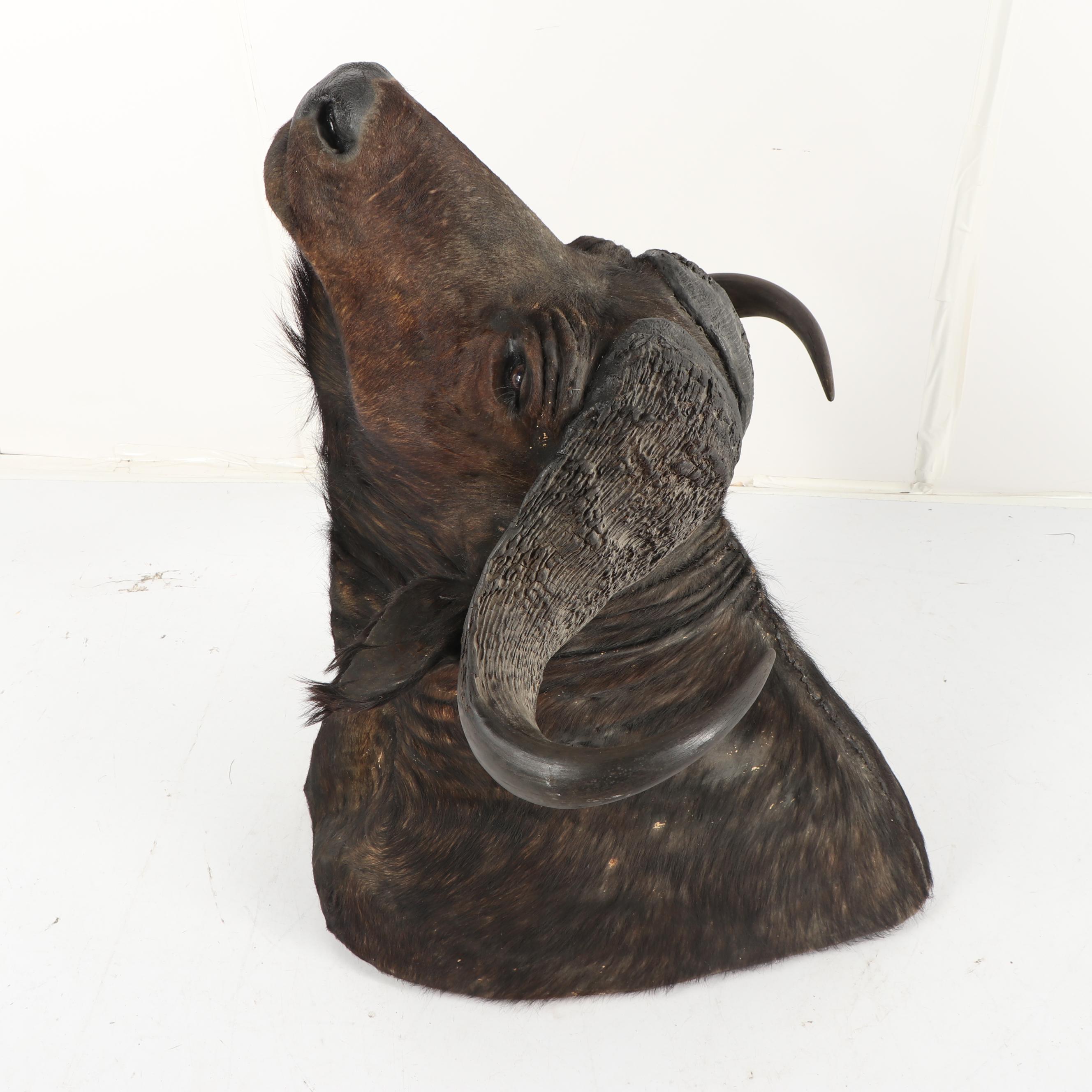 Taxidermy African Cape Buffalo Head