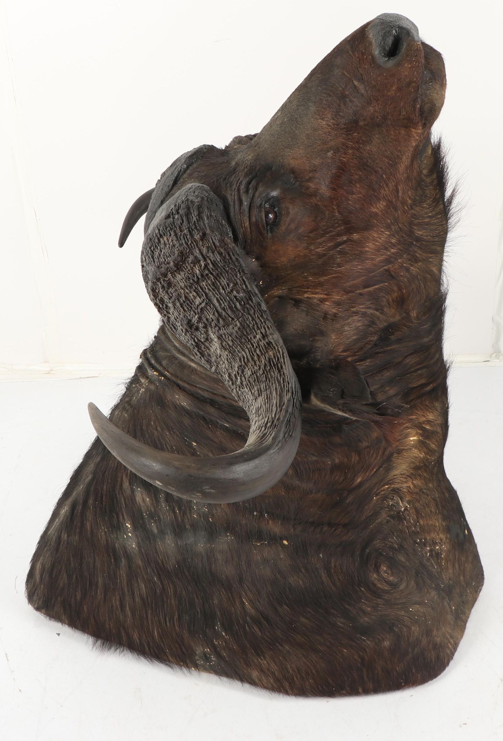Taxidermy African Cape Buffalo Head