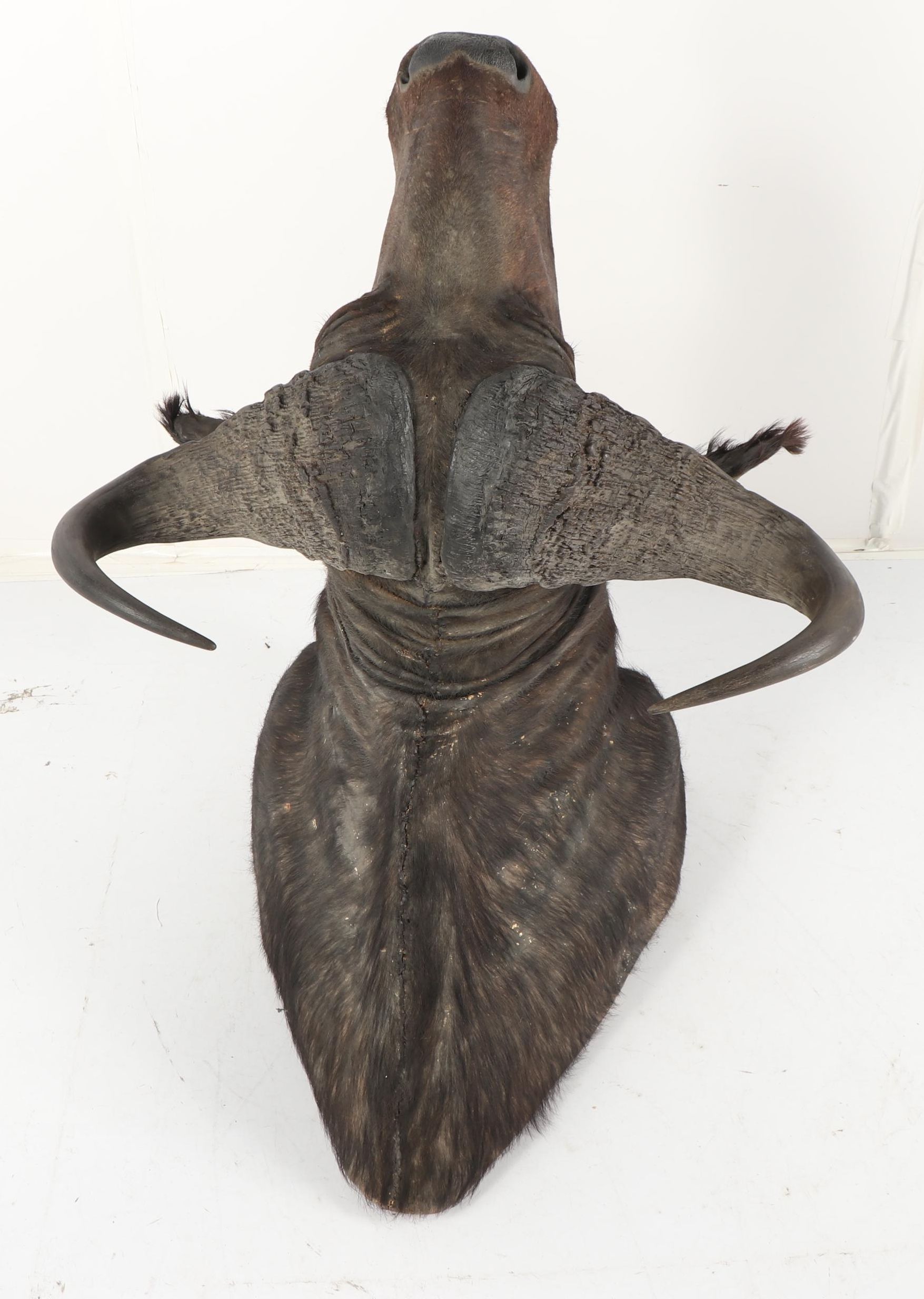 Taxidermy African Cape Buffalo Head