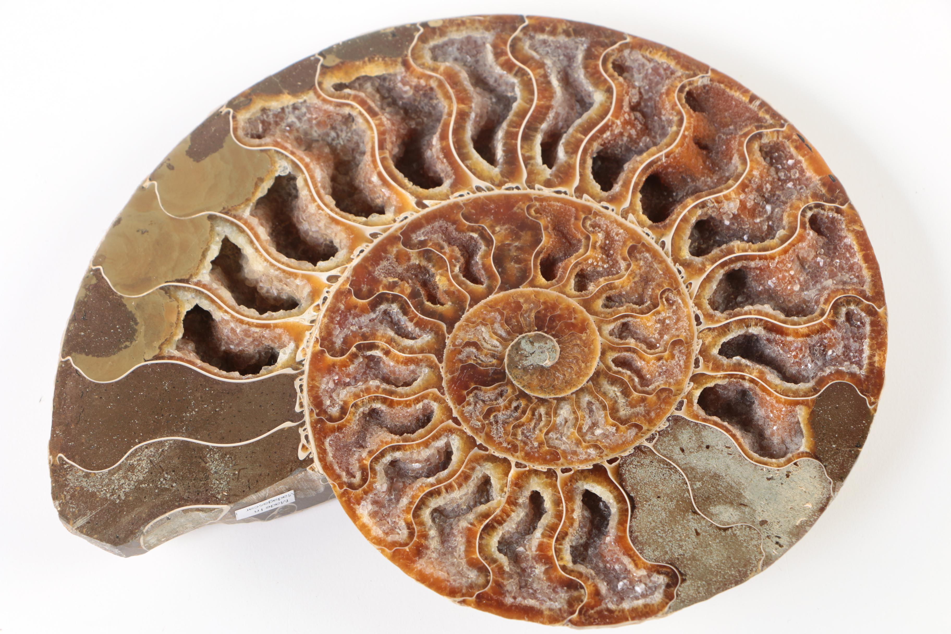 Polished Coiled Ammonite Fossil Slices