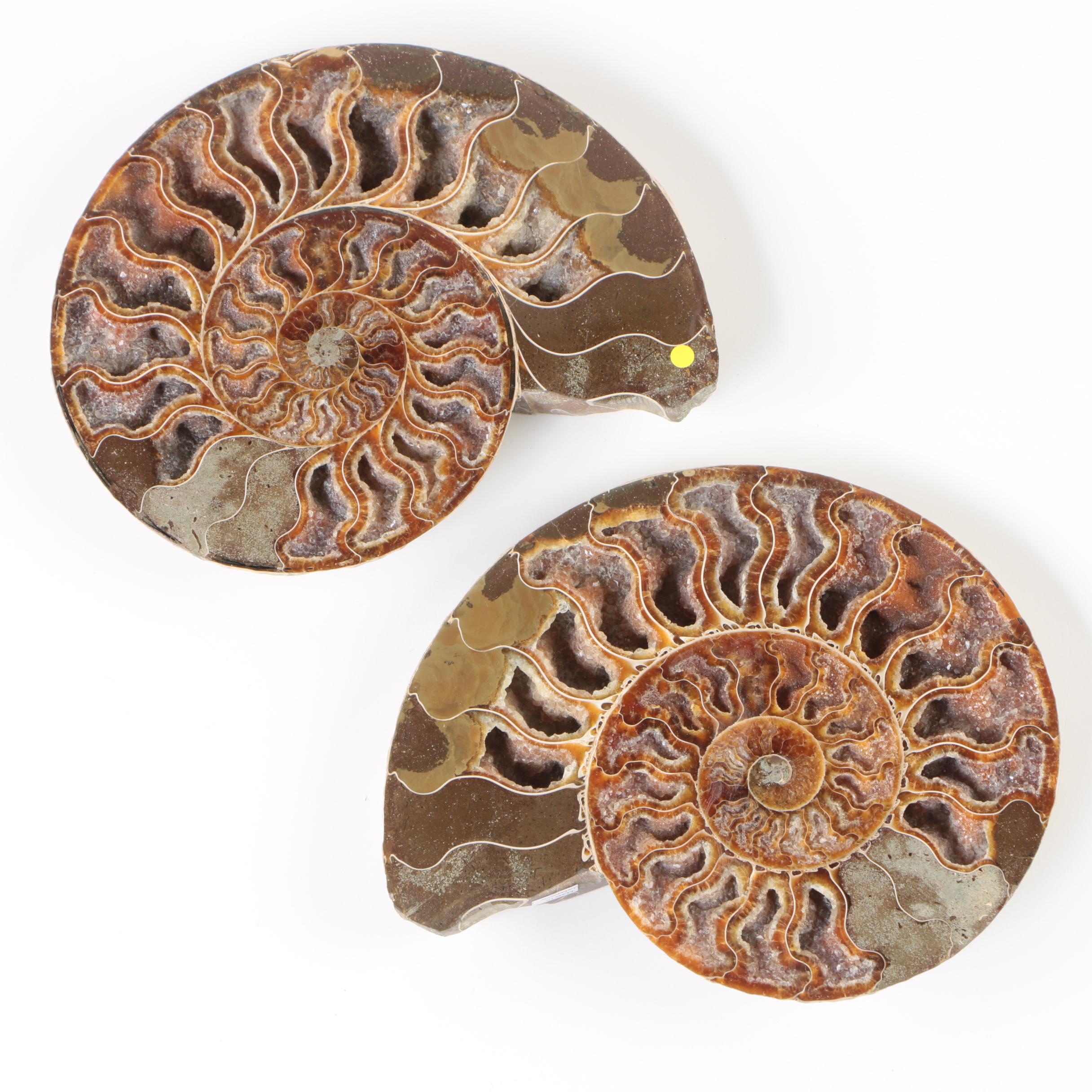 Polished Coiled Ammonite Fossil Slices