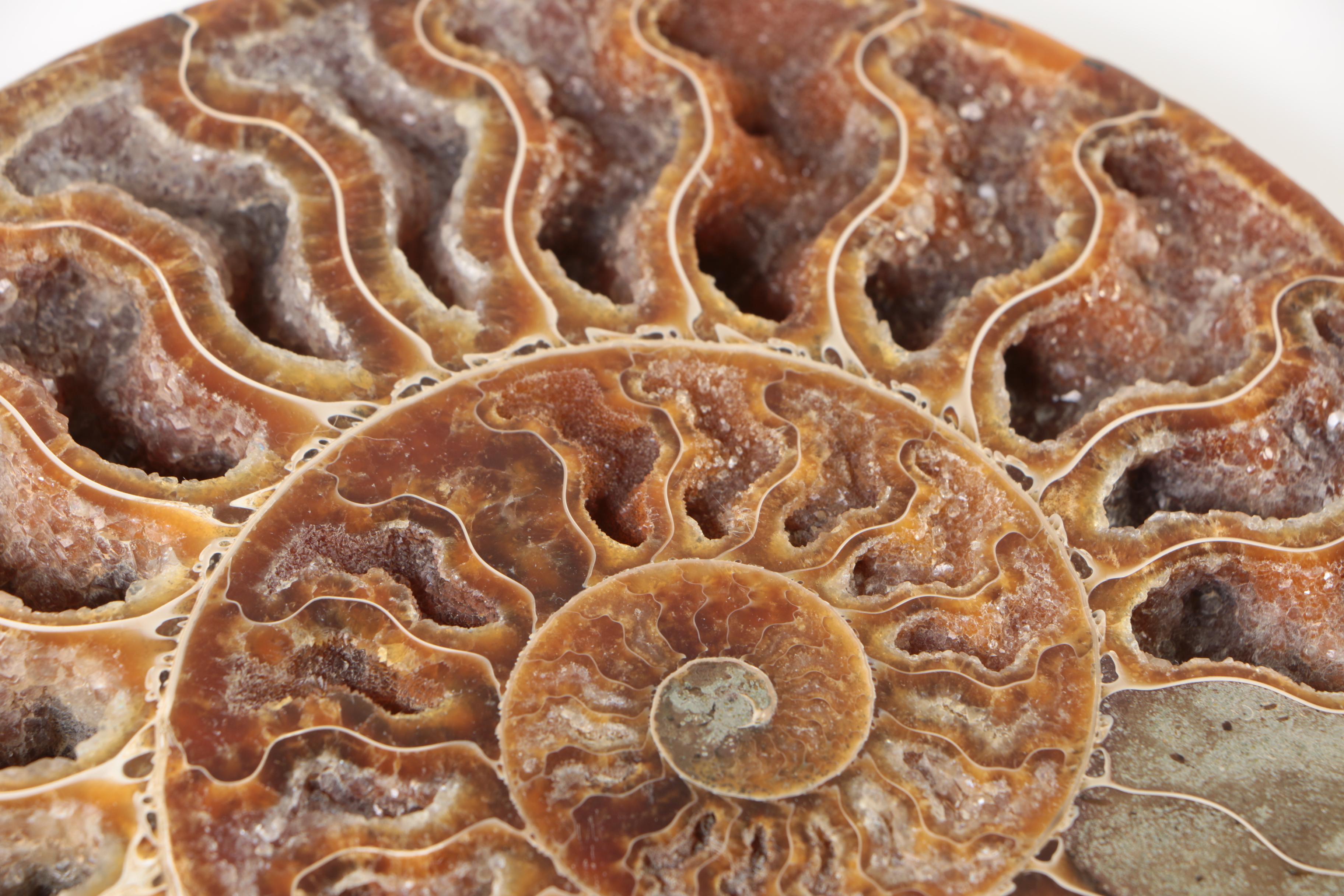 Polished Coiled Ammonite Fossil Slices