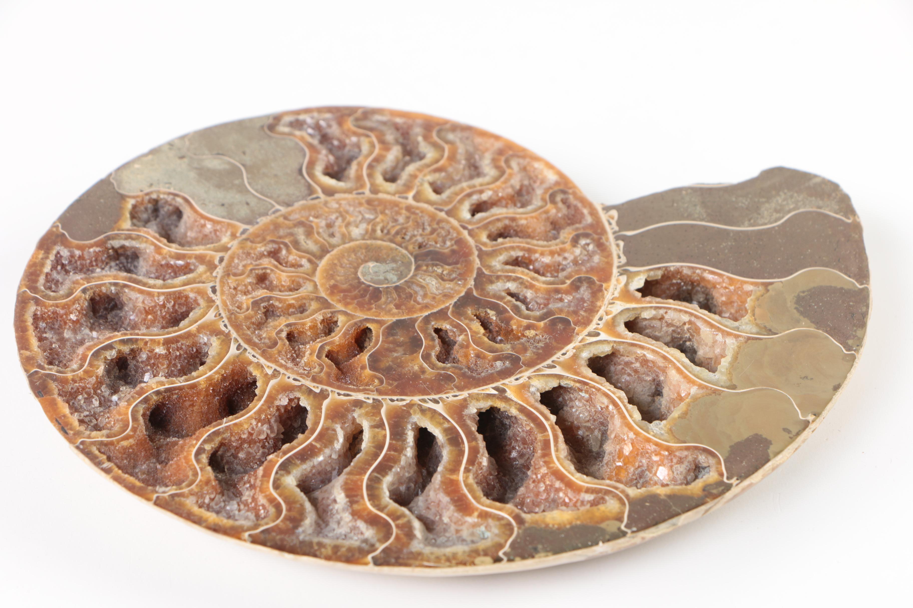 Polished Coiled Ammonite Fossil Slices