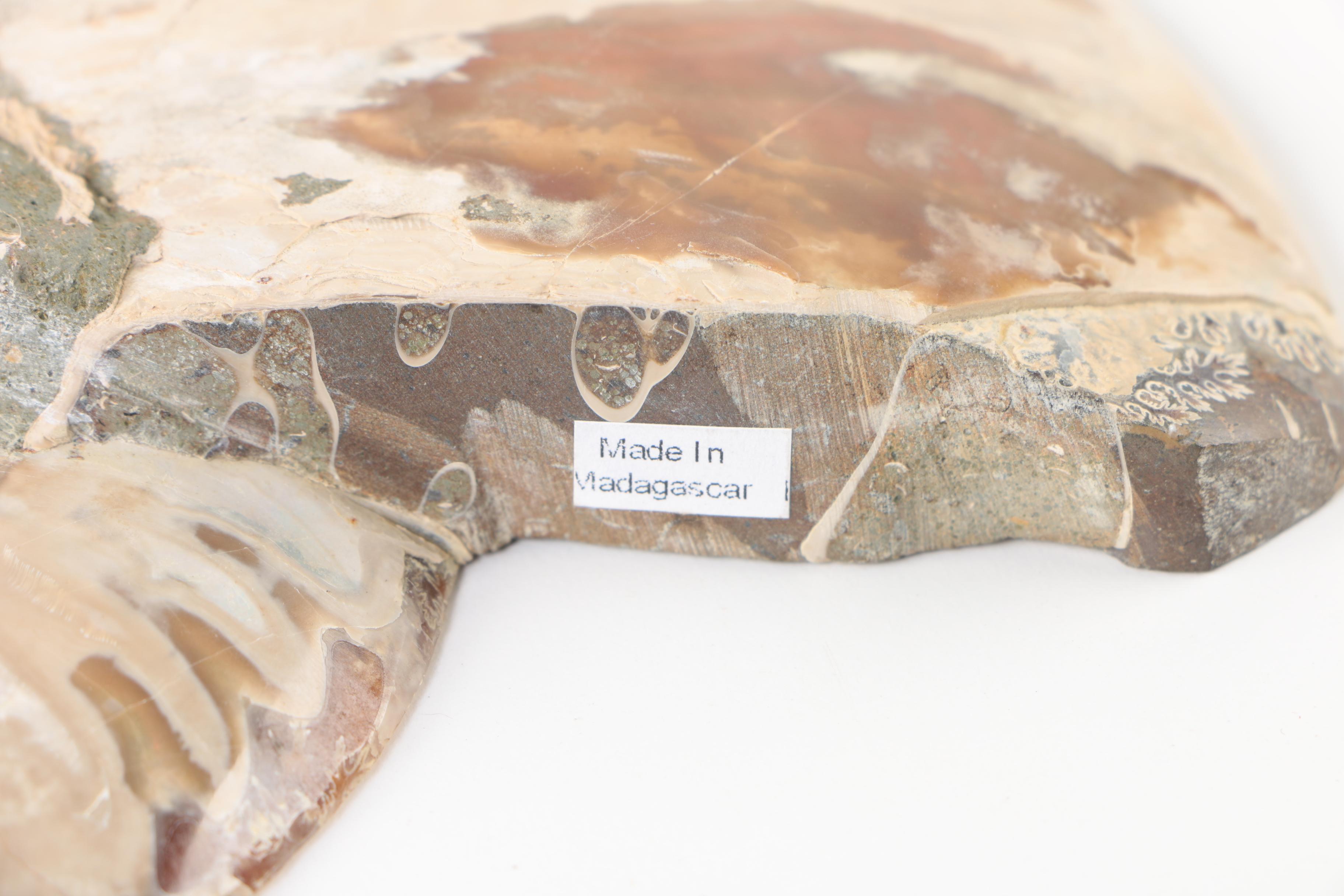 Polished Coiled Ammonite Fossil Slices