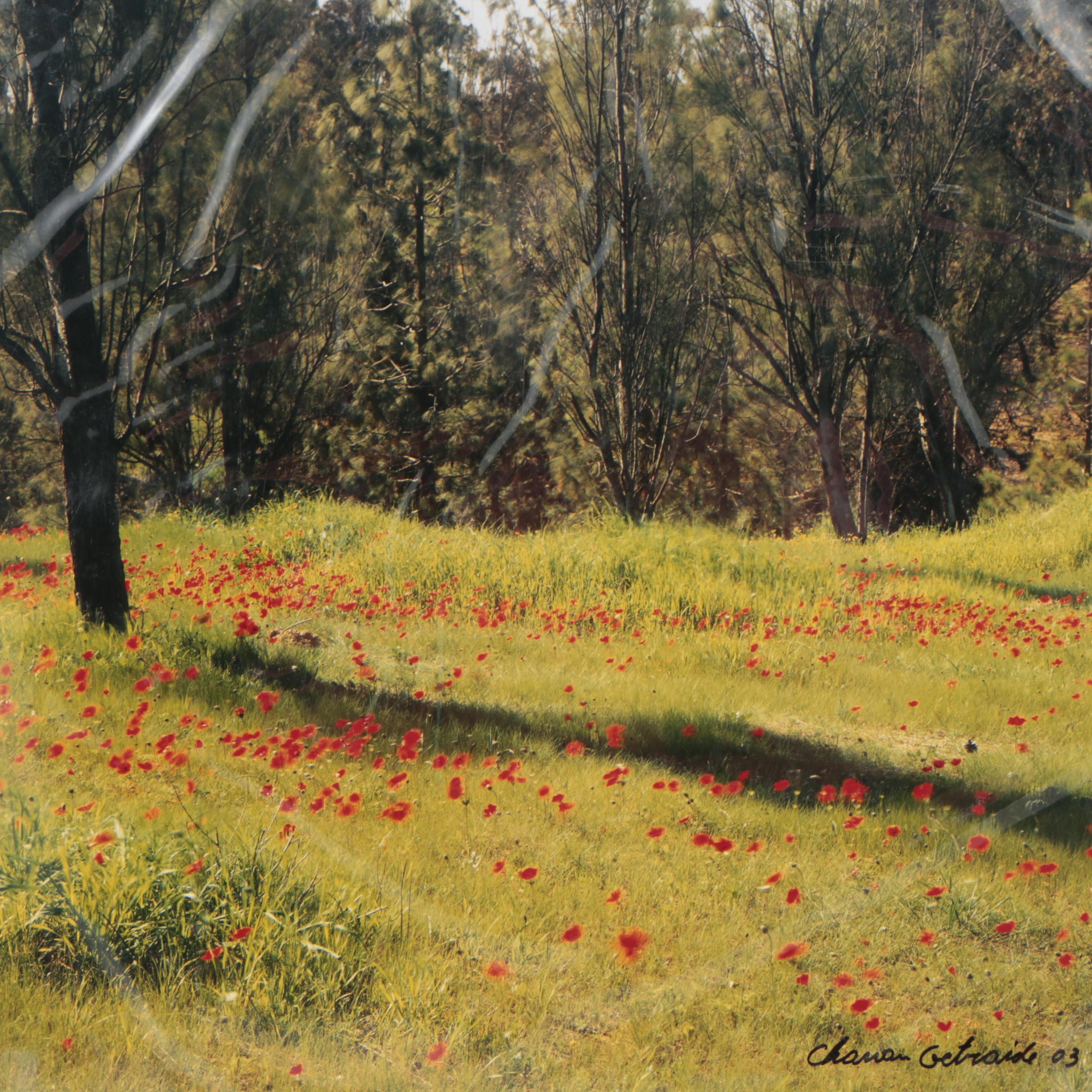 Chanan Getraide Israeli Landscape Chromogenic Color Photographs