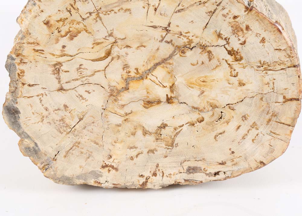 Contemporary Petrified Wood Tripod Stool