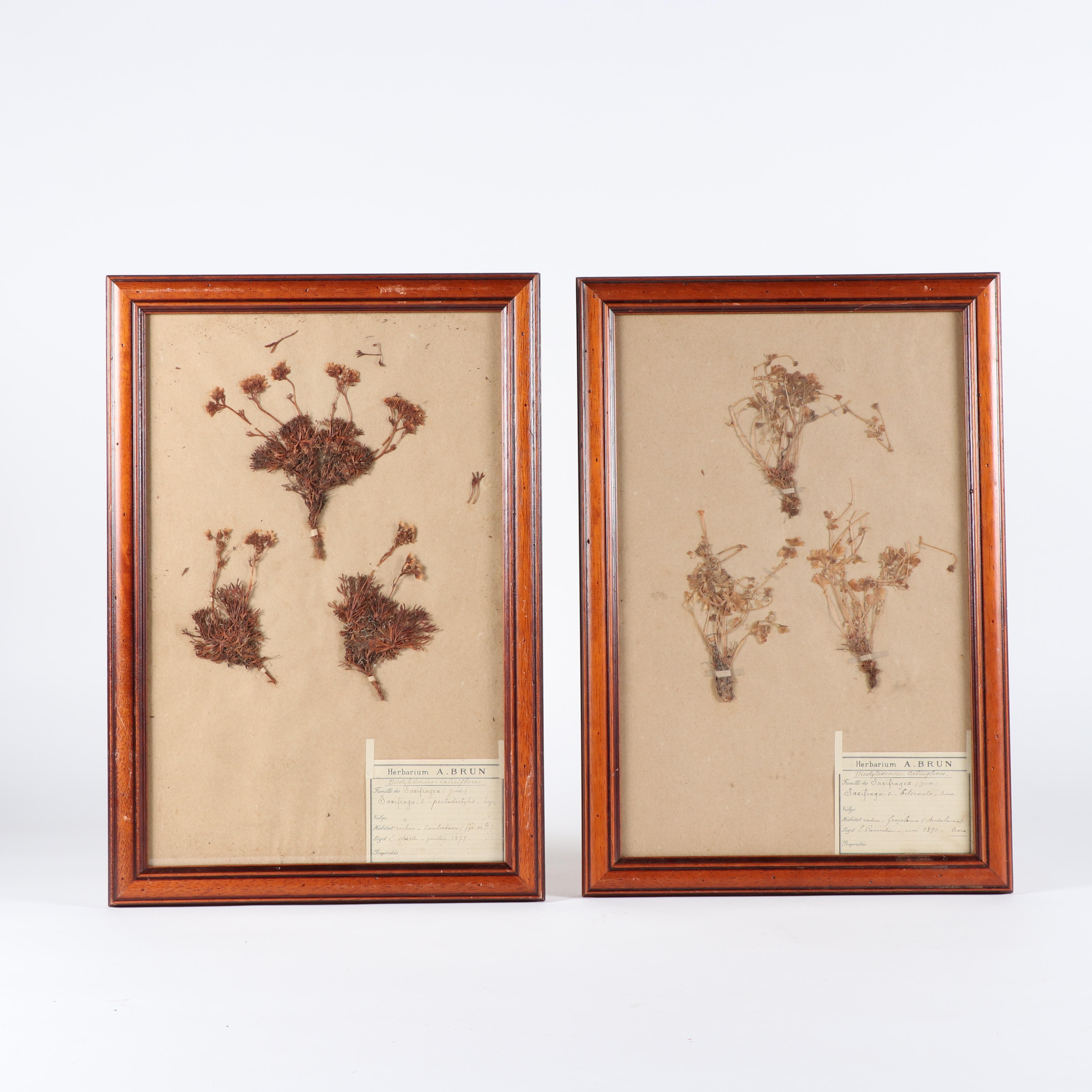 Framed Herbarium Saxifragae Pentadactylis and Andalousia Flowers, 19th Century