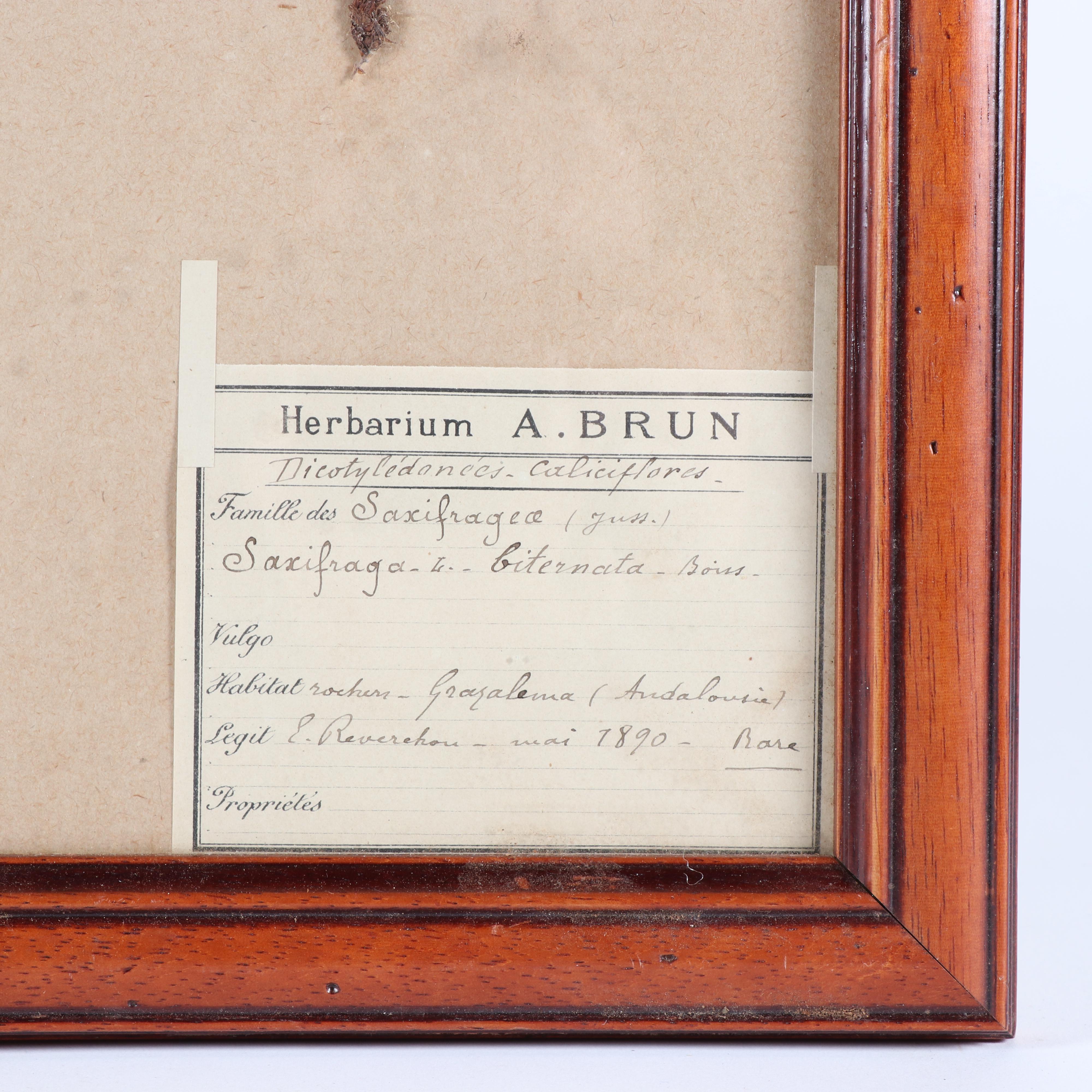 Framed Herbarium Saxifragae Pentadactylis and Andalousia Flowers, 19th Century