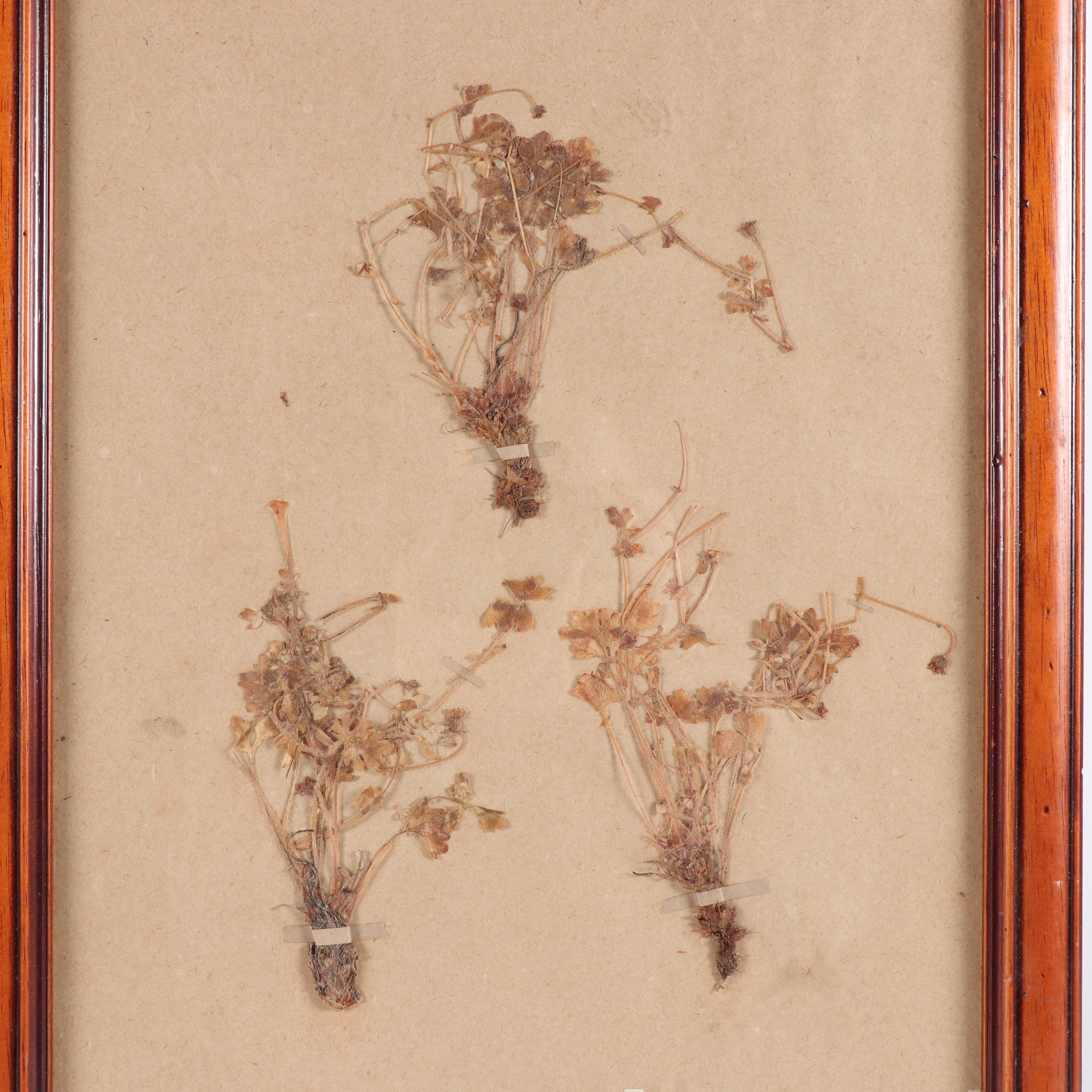 Framed Herbarium Saxifragae Pentadactylis and Andalousia Flowers, 19th Century