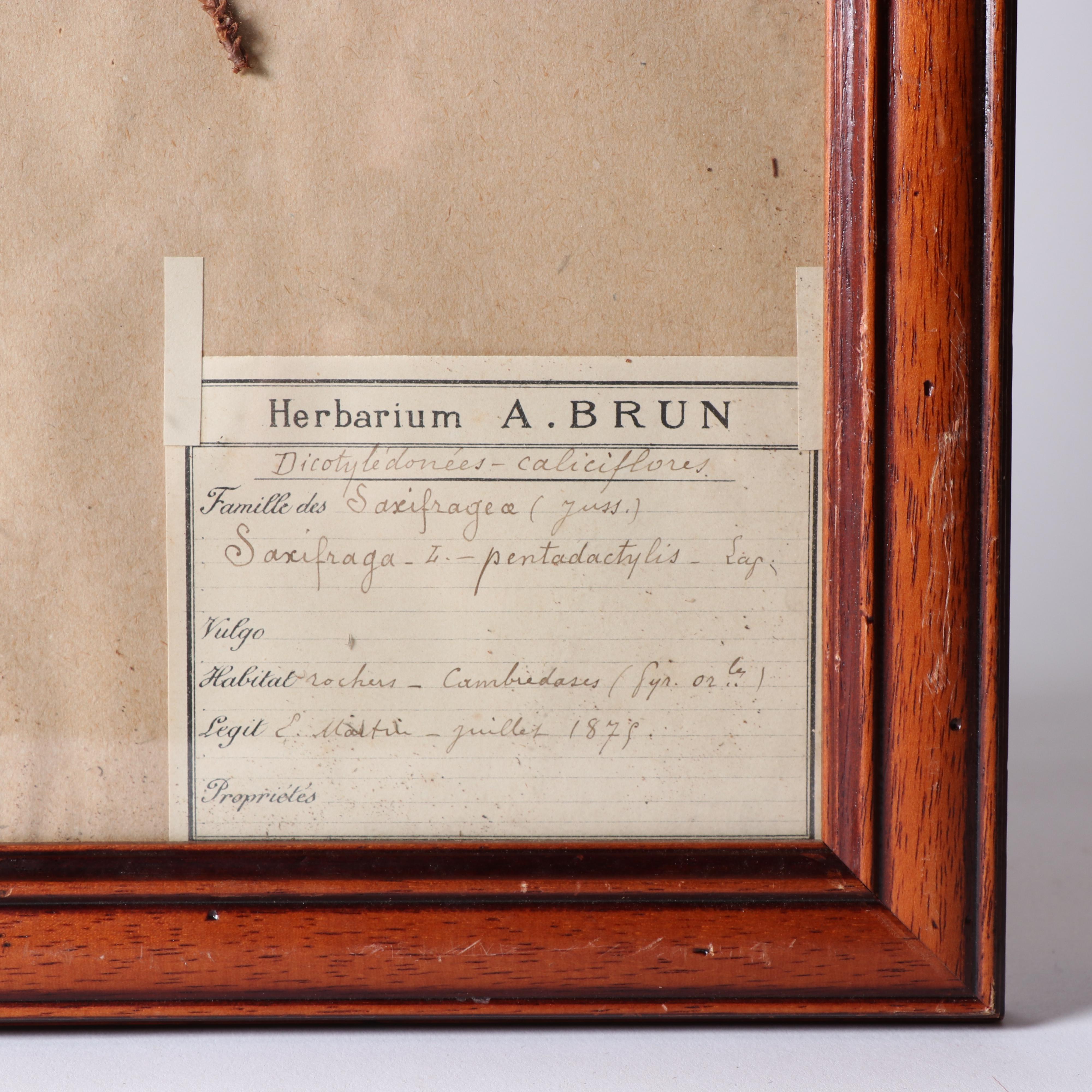 Framed Herbarium Saxifragae Pentadactylis and Andalousia Flowers, 19th Century