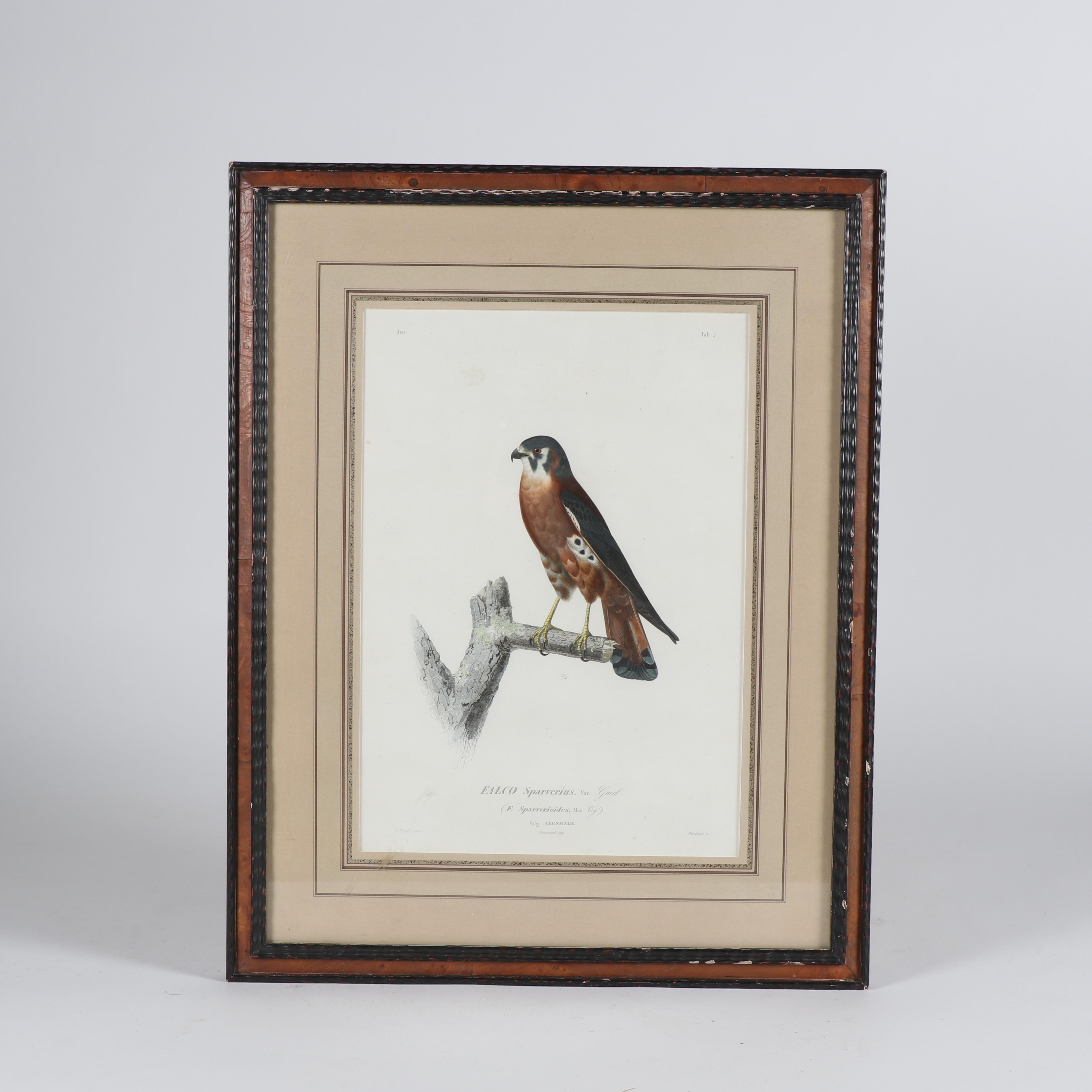 Jean-Charles Pardinel Engraving "Falco Sparverius"