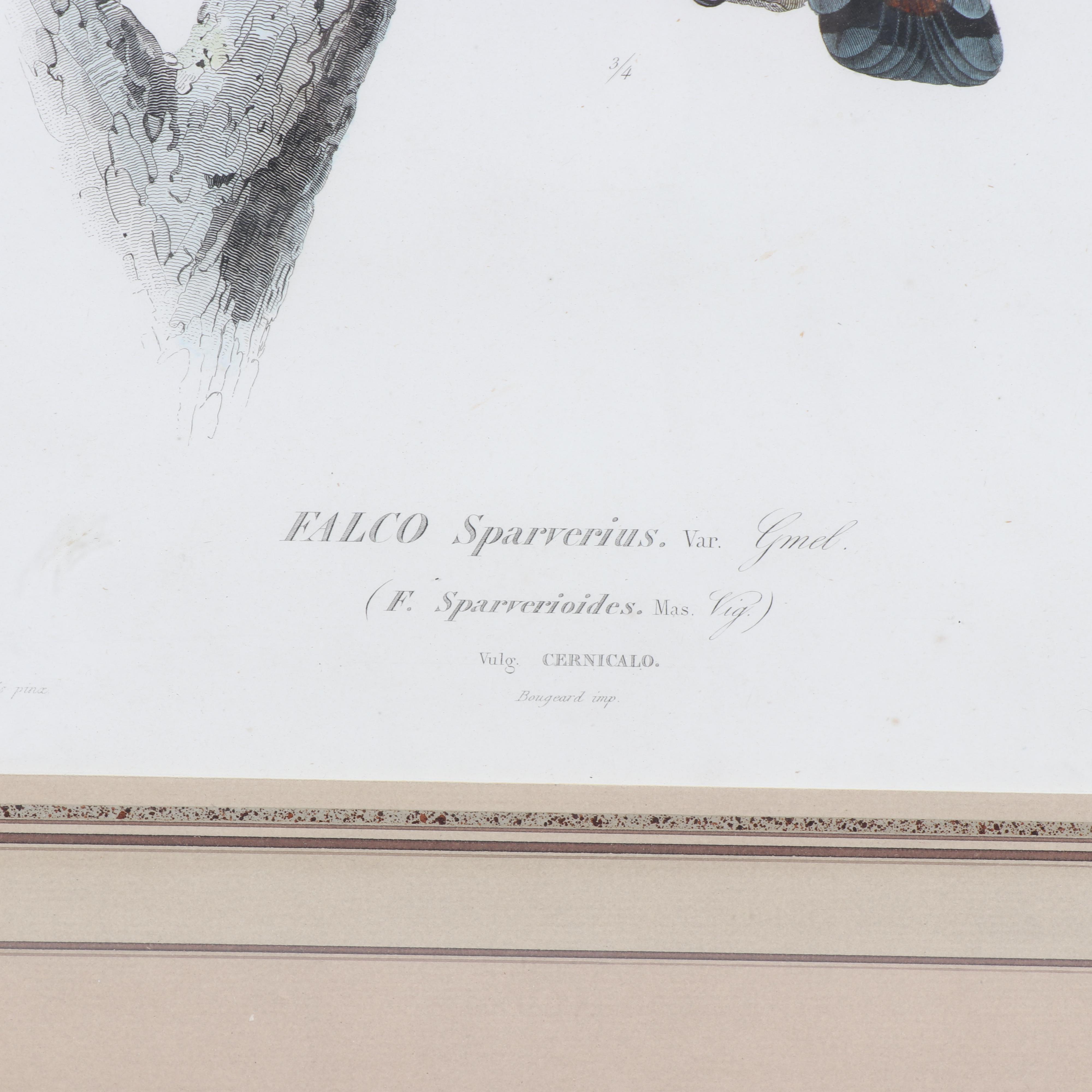 Jean-Charles Pardinel Engraving "Falco Sparverius"