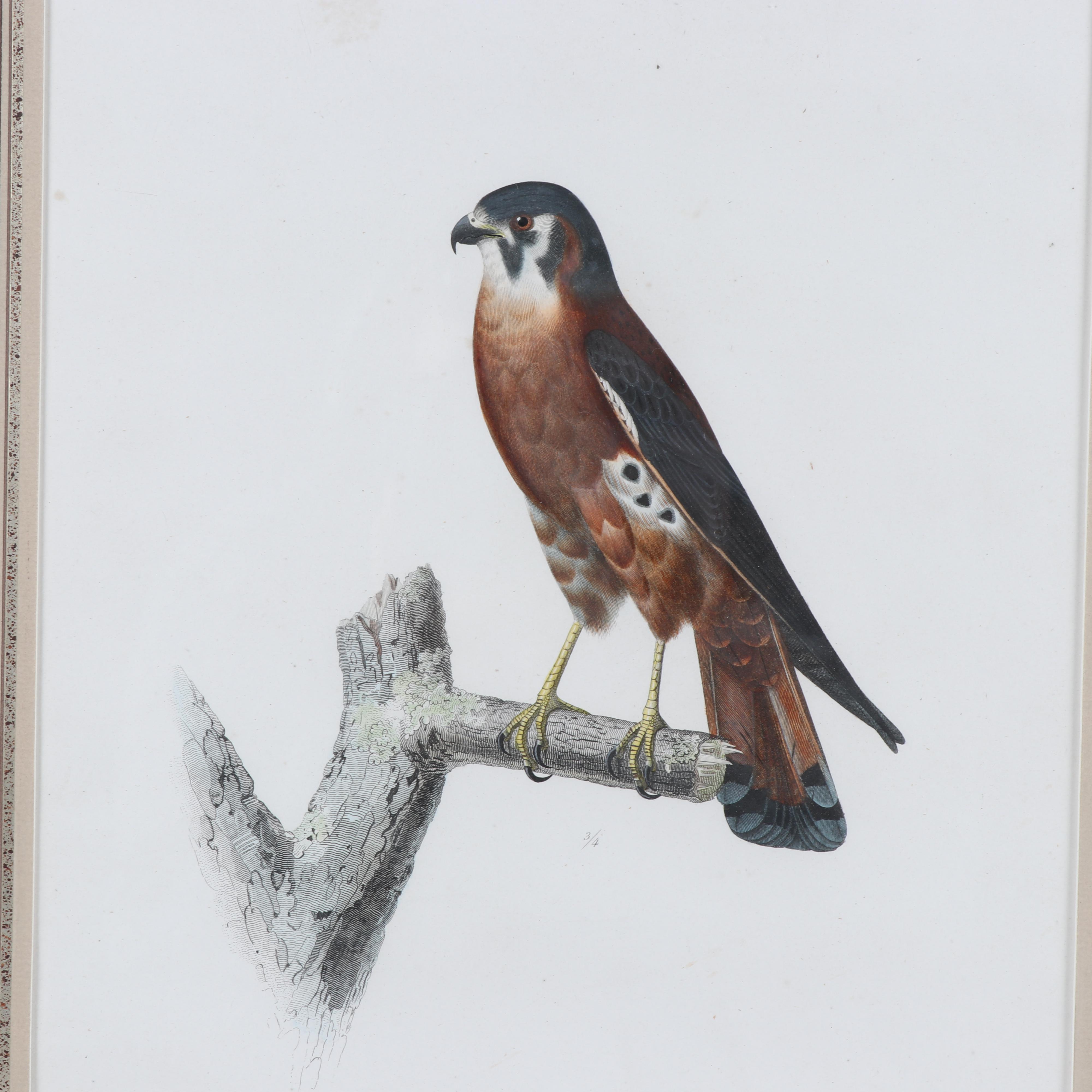 Jean-Charles Pardinel Engraving "Falco Sparverius"
