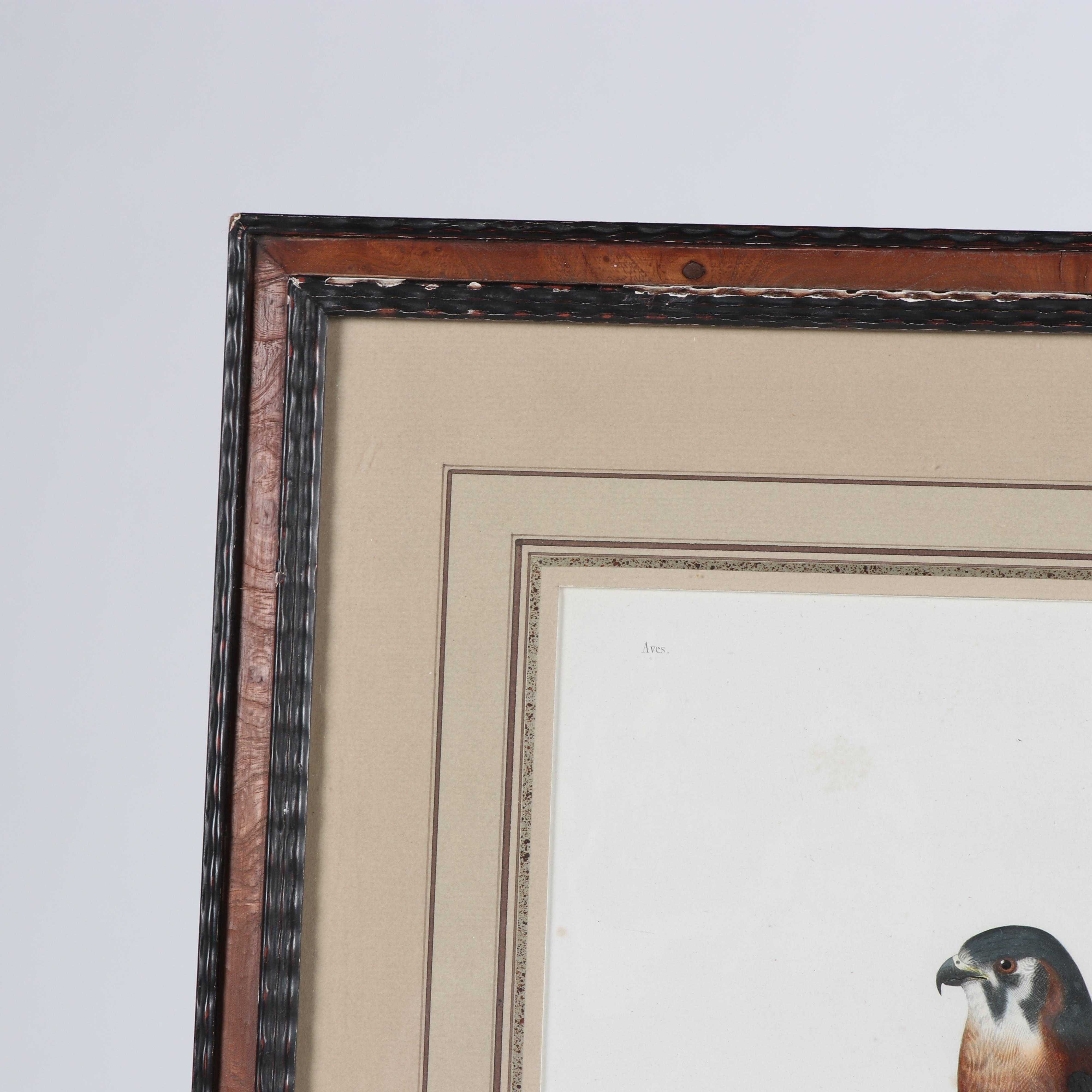 Jean-Charles Pardinel Engraving "Falco Sparverius"