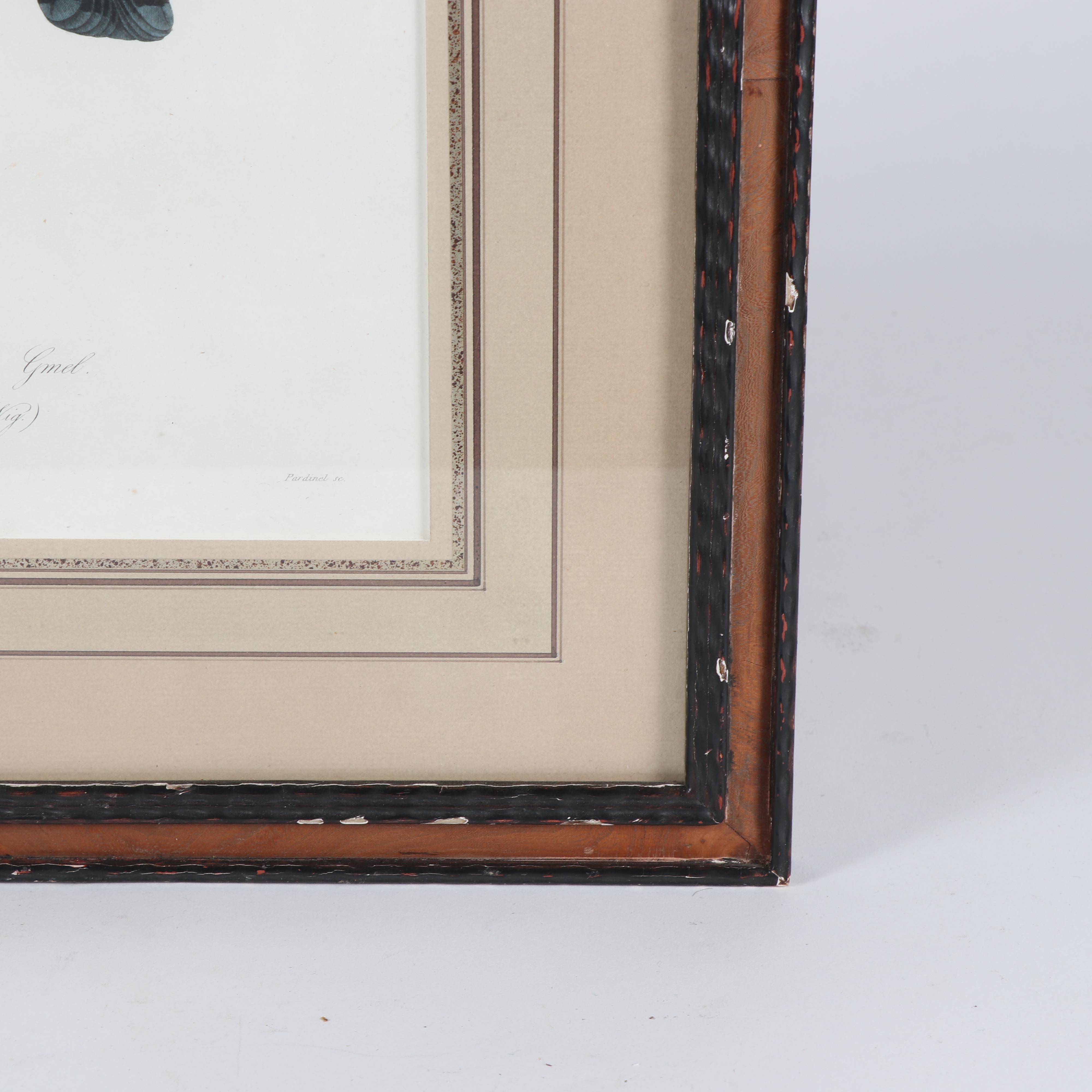 Jean-Charles Pardinel Engraving "Falco Sparverius"