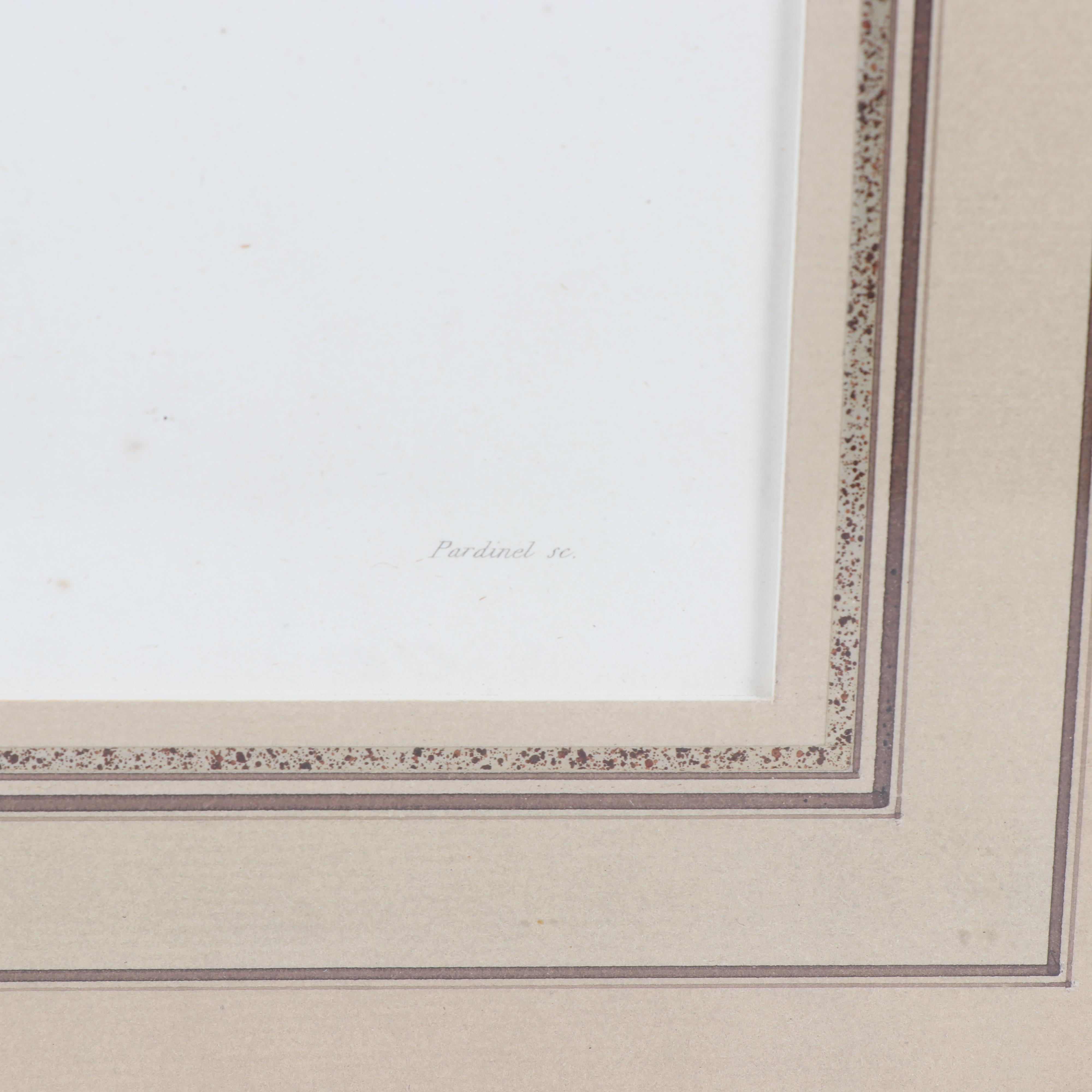 Jean-Charles Pardinel Engraving "Falco Sparverius"