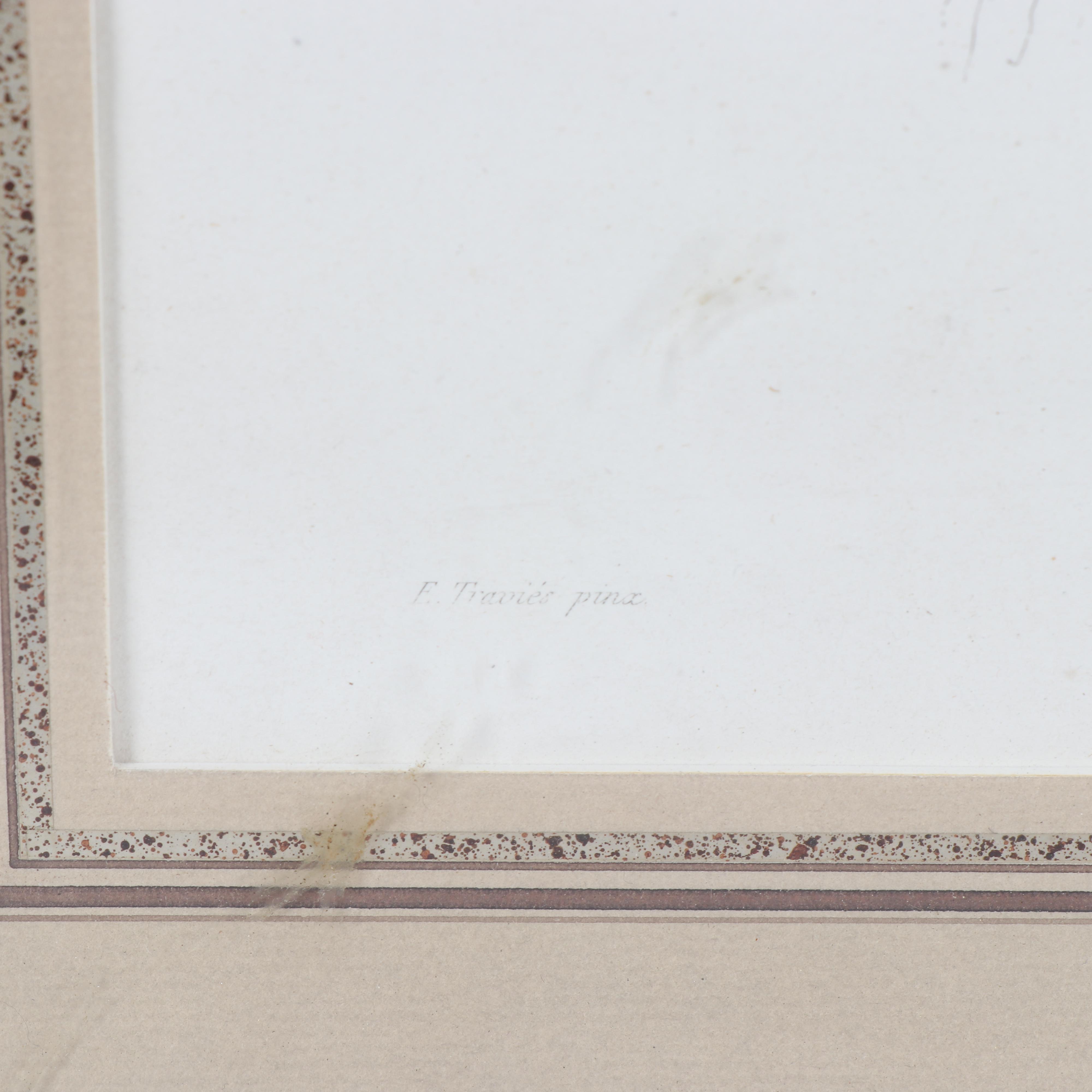 Jean-Charles Pardinel Engraving "Falco Sparverius"