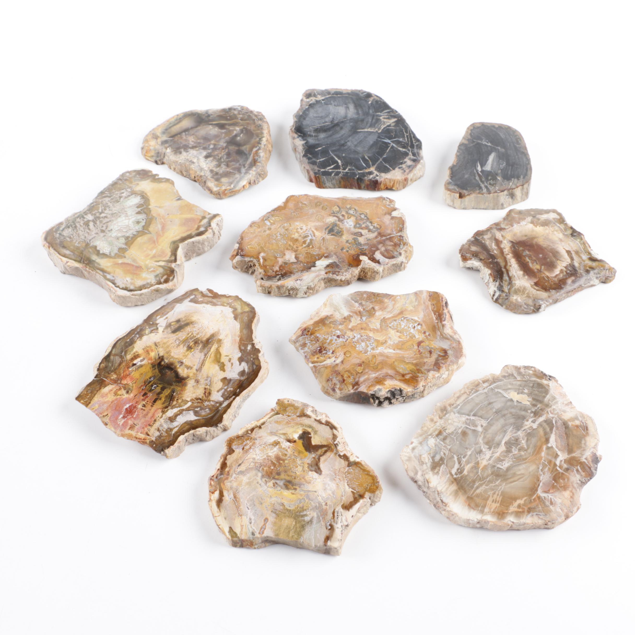 Petrified Wood Slabs