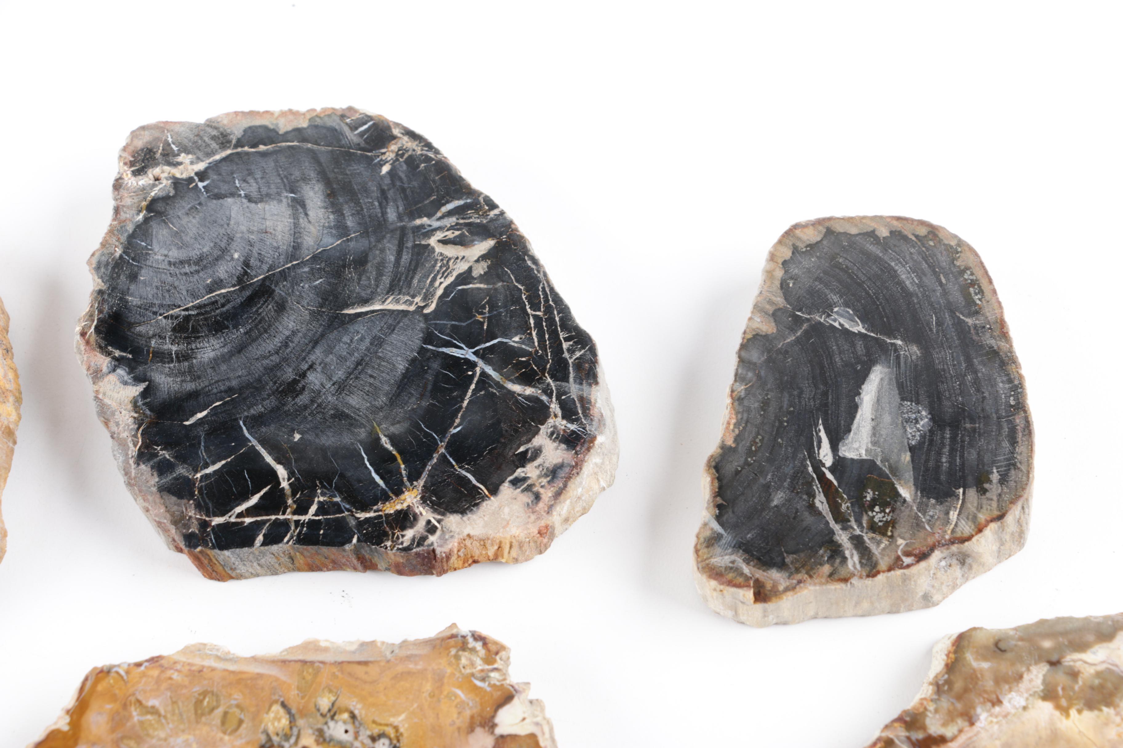 Petrified Wood Slabs