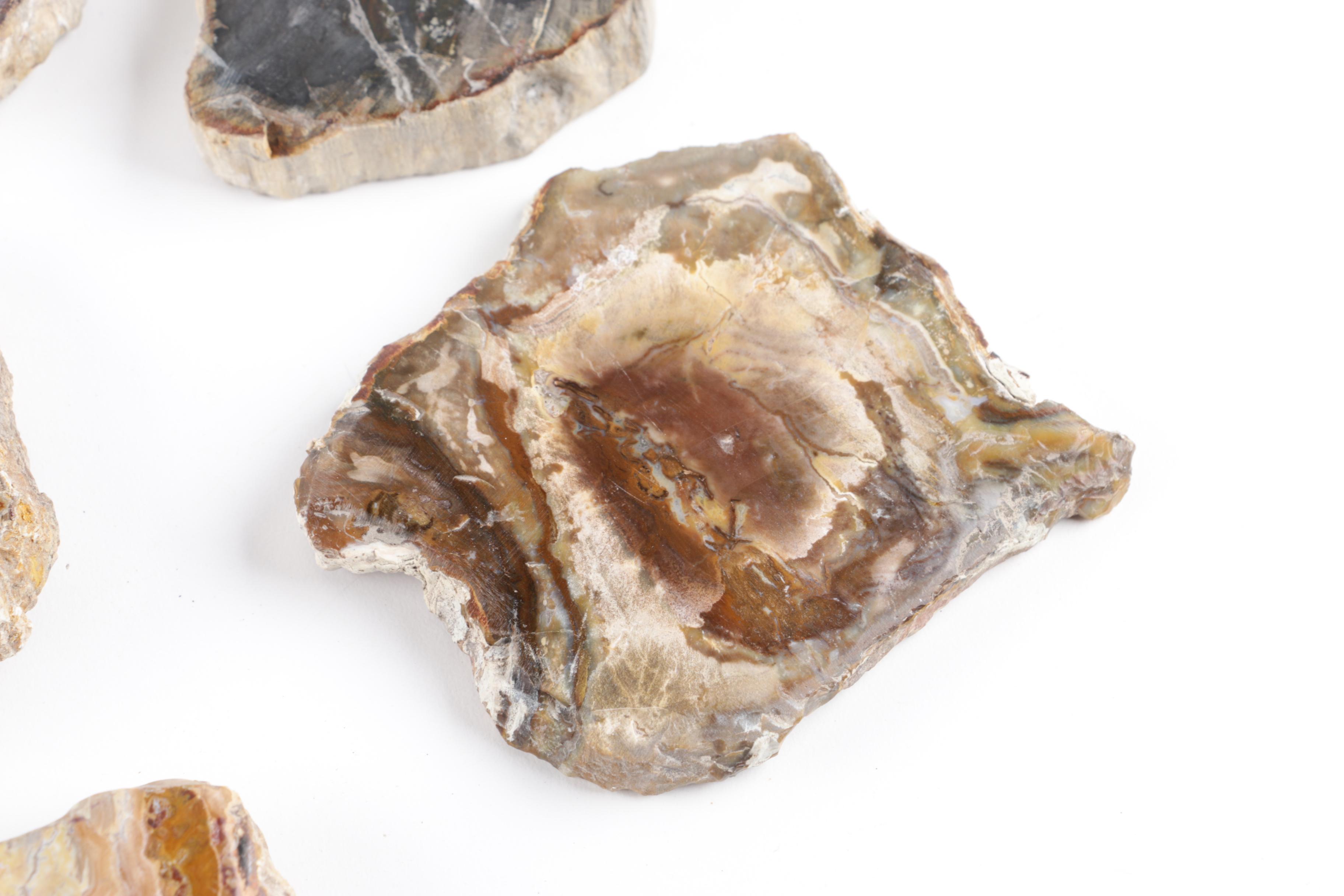 Petrified Wood Slabs