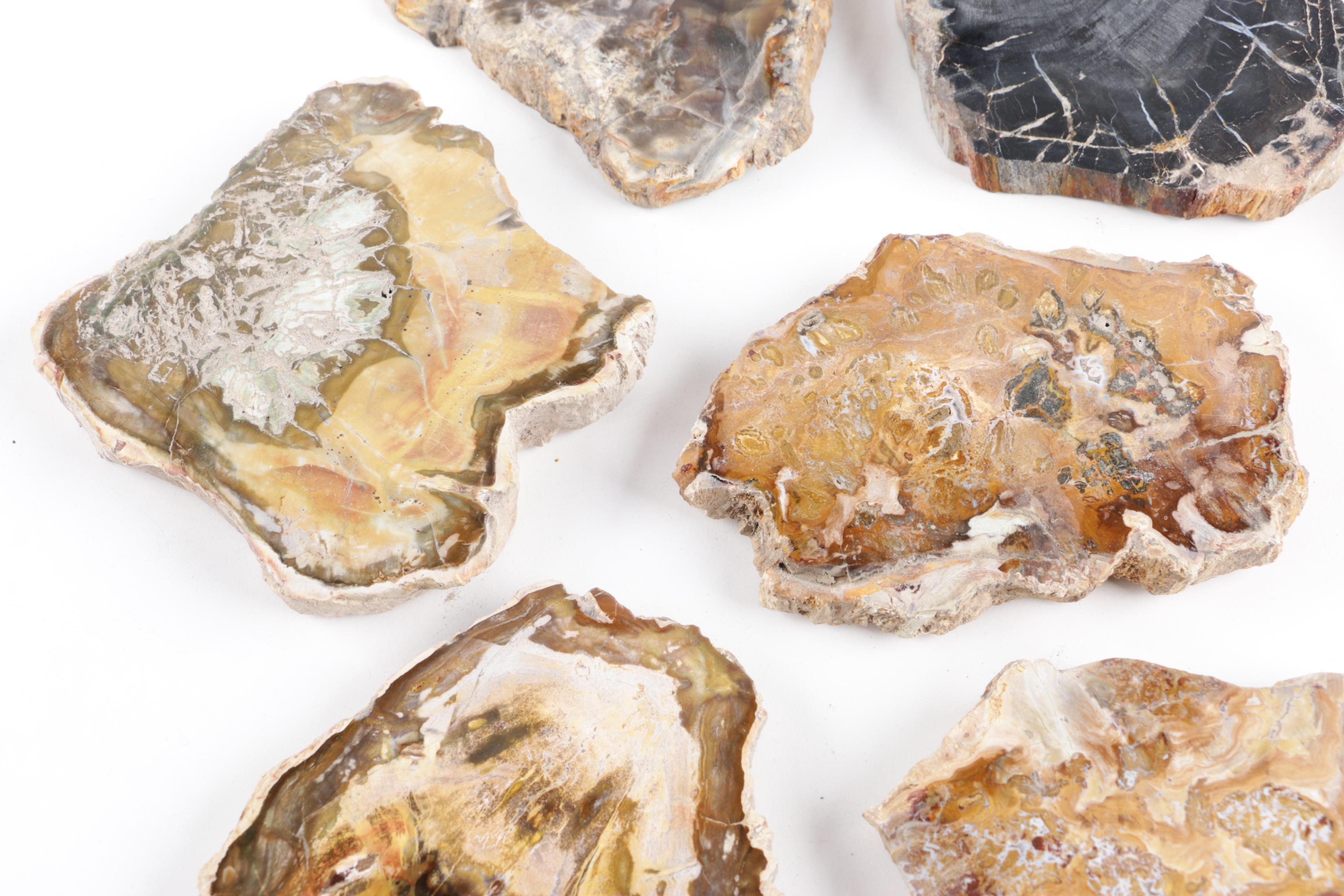 Petrified Wood Slabs