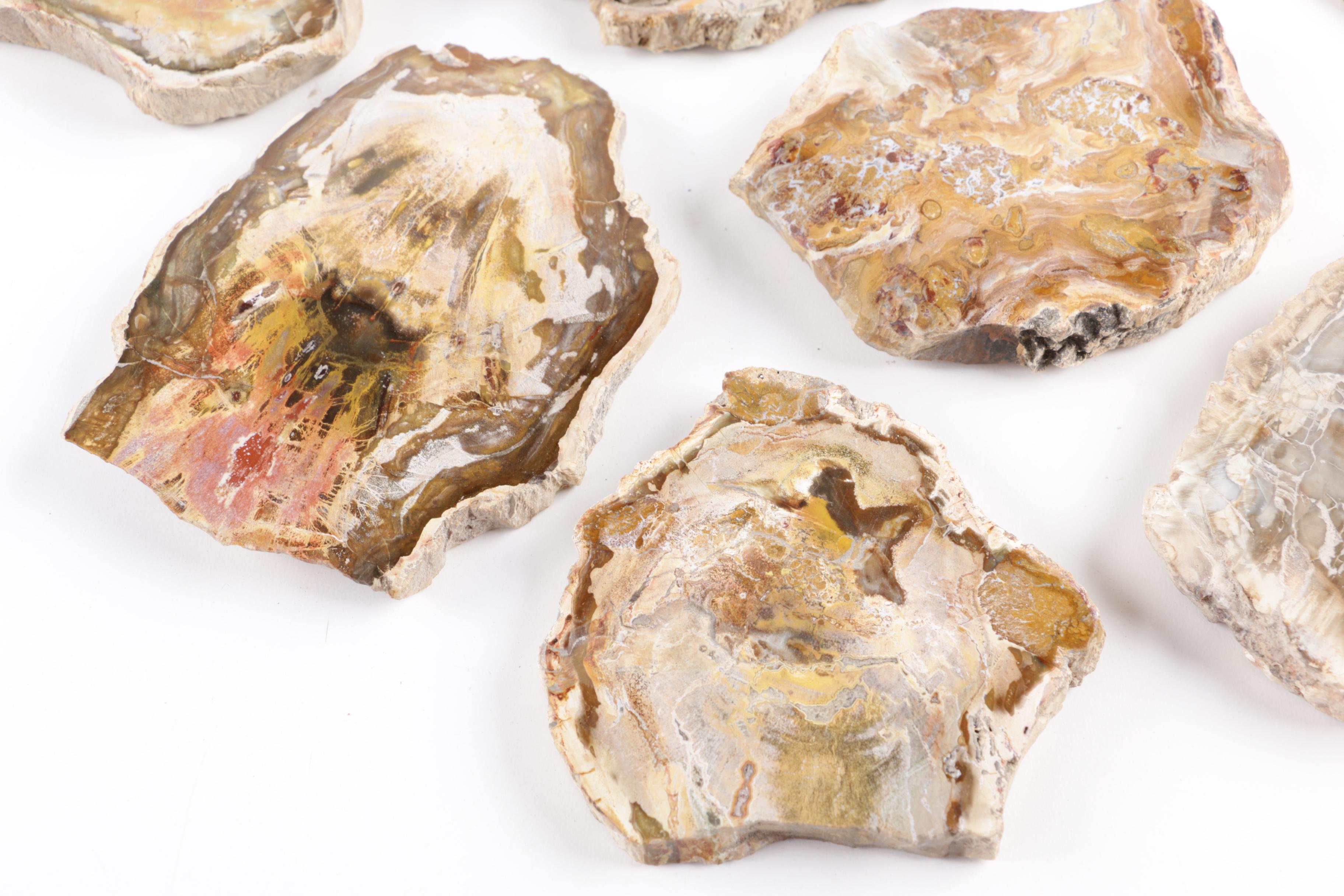 Petrified Wood Slabs