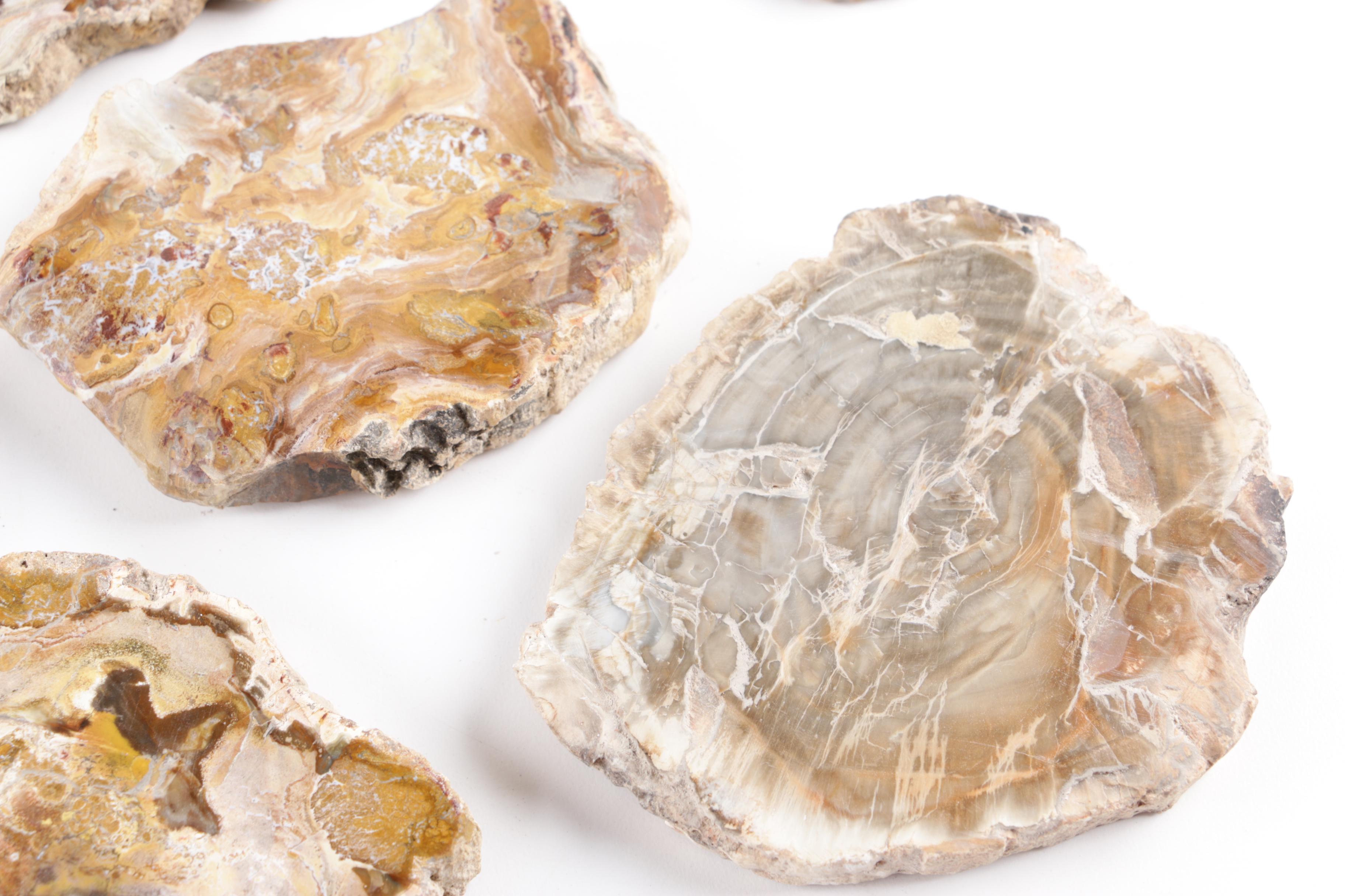 Petrified Wood Slabs