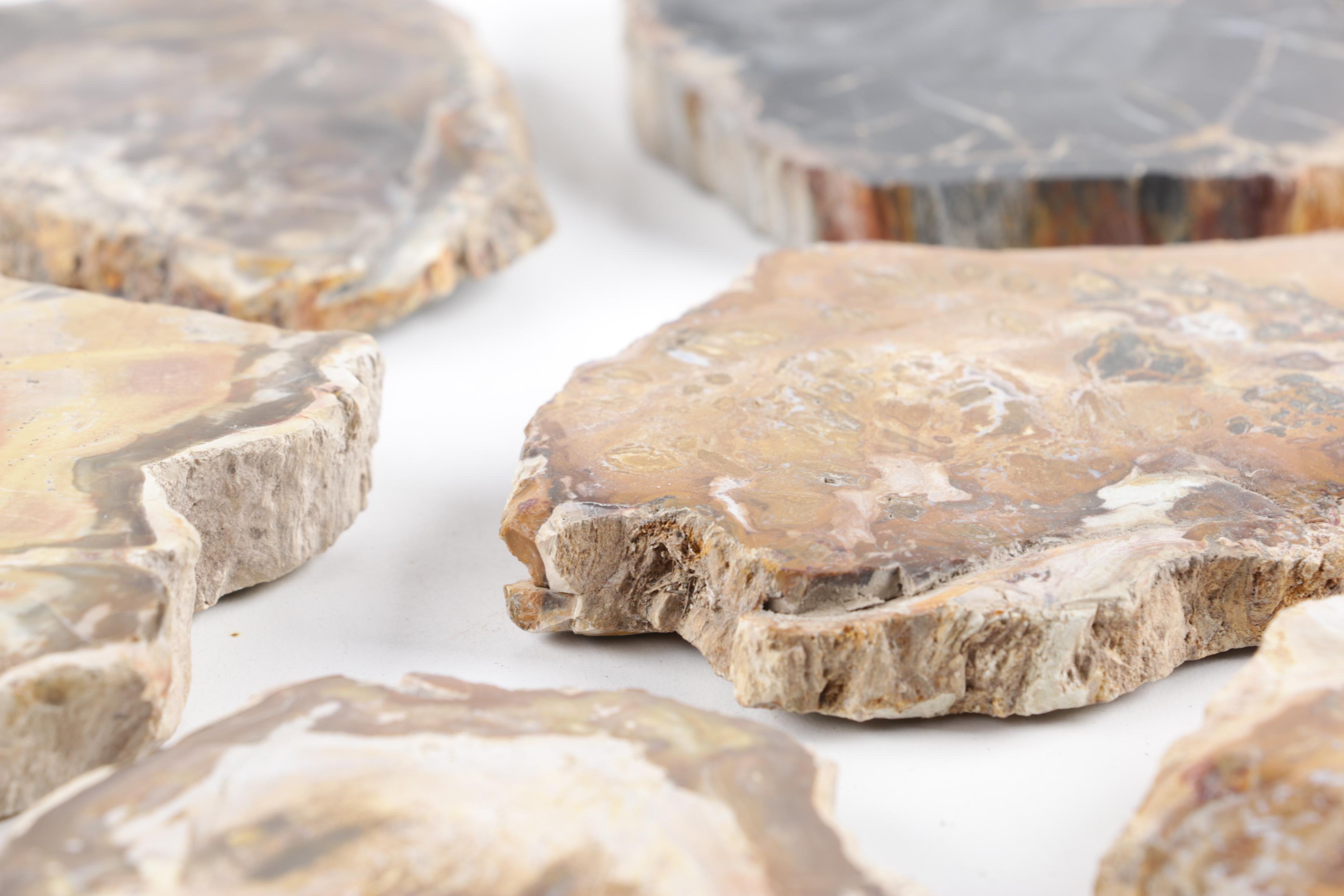 Petrified Wood Slabs