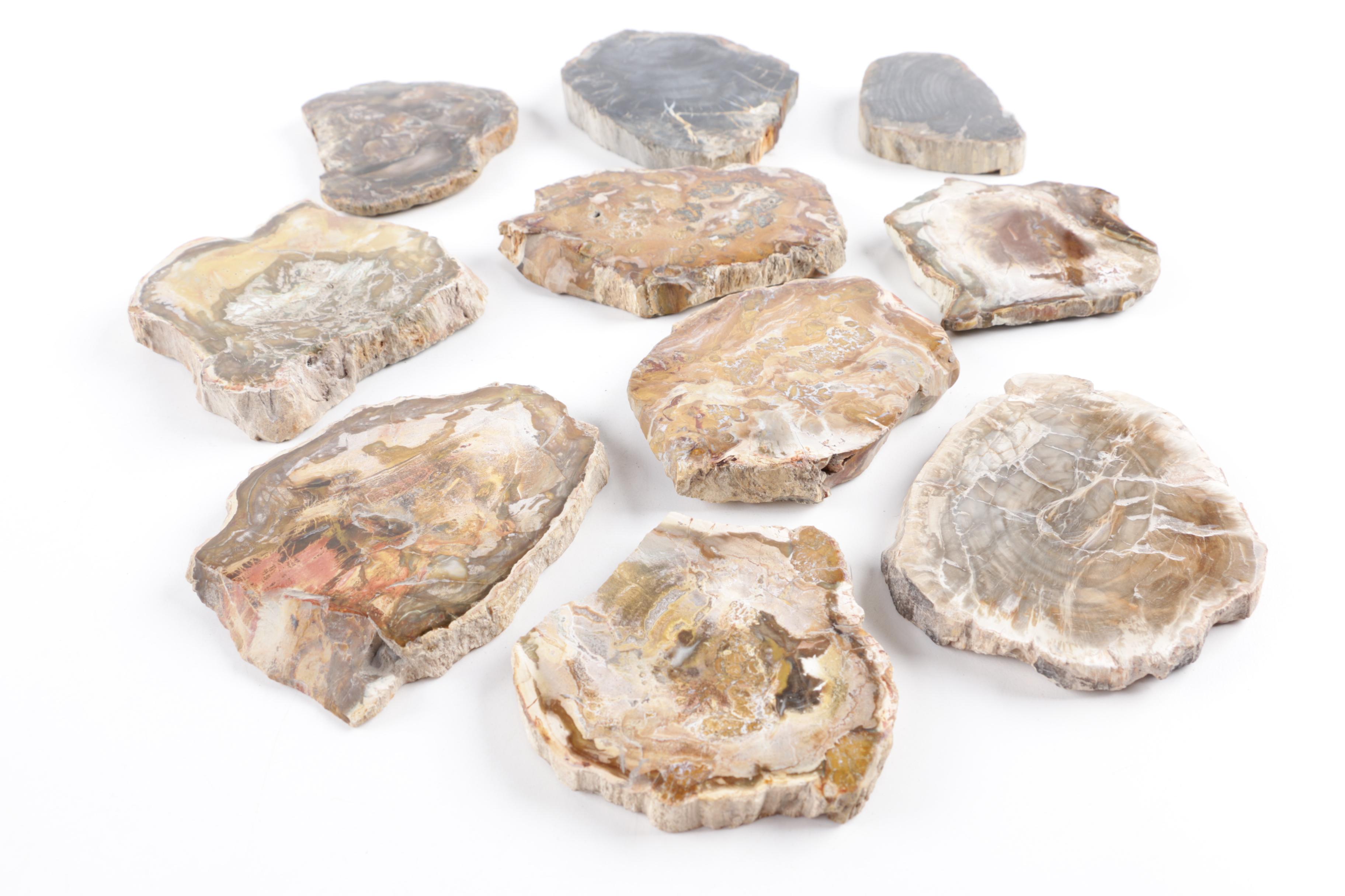 Petrified Wood Slabs