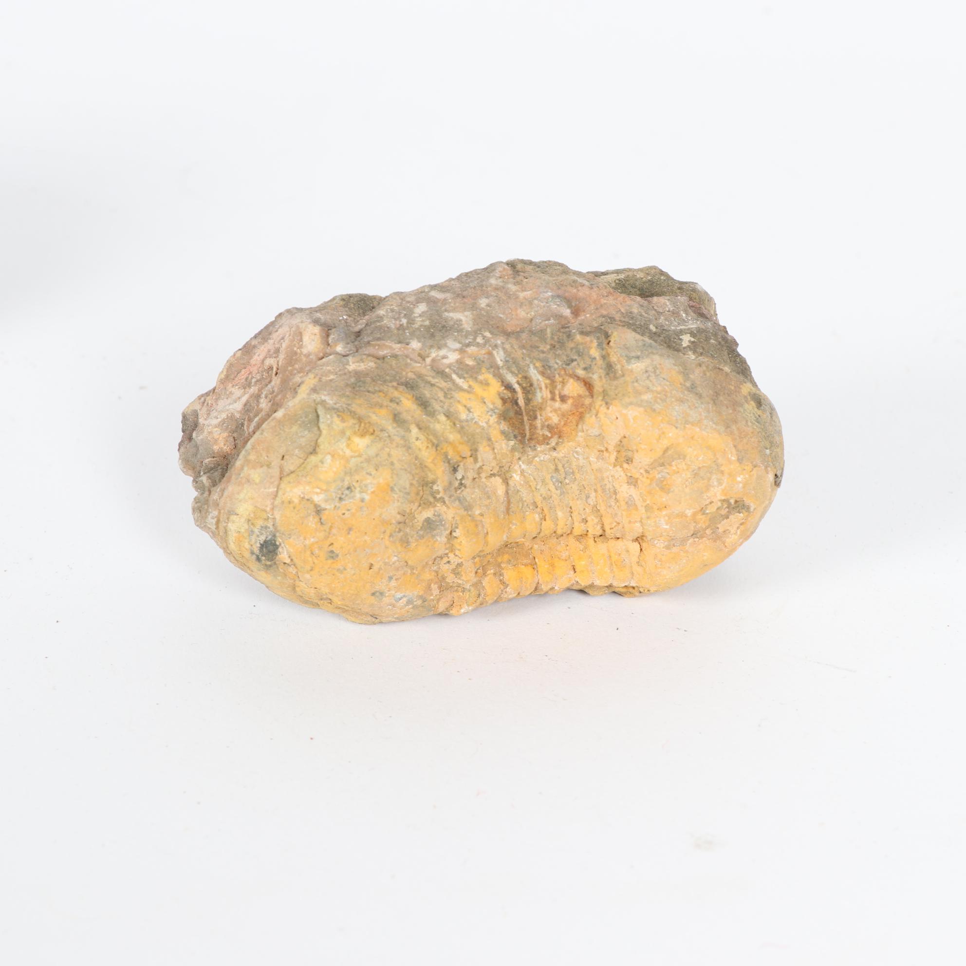 Fossil Trilobite Specimens