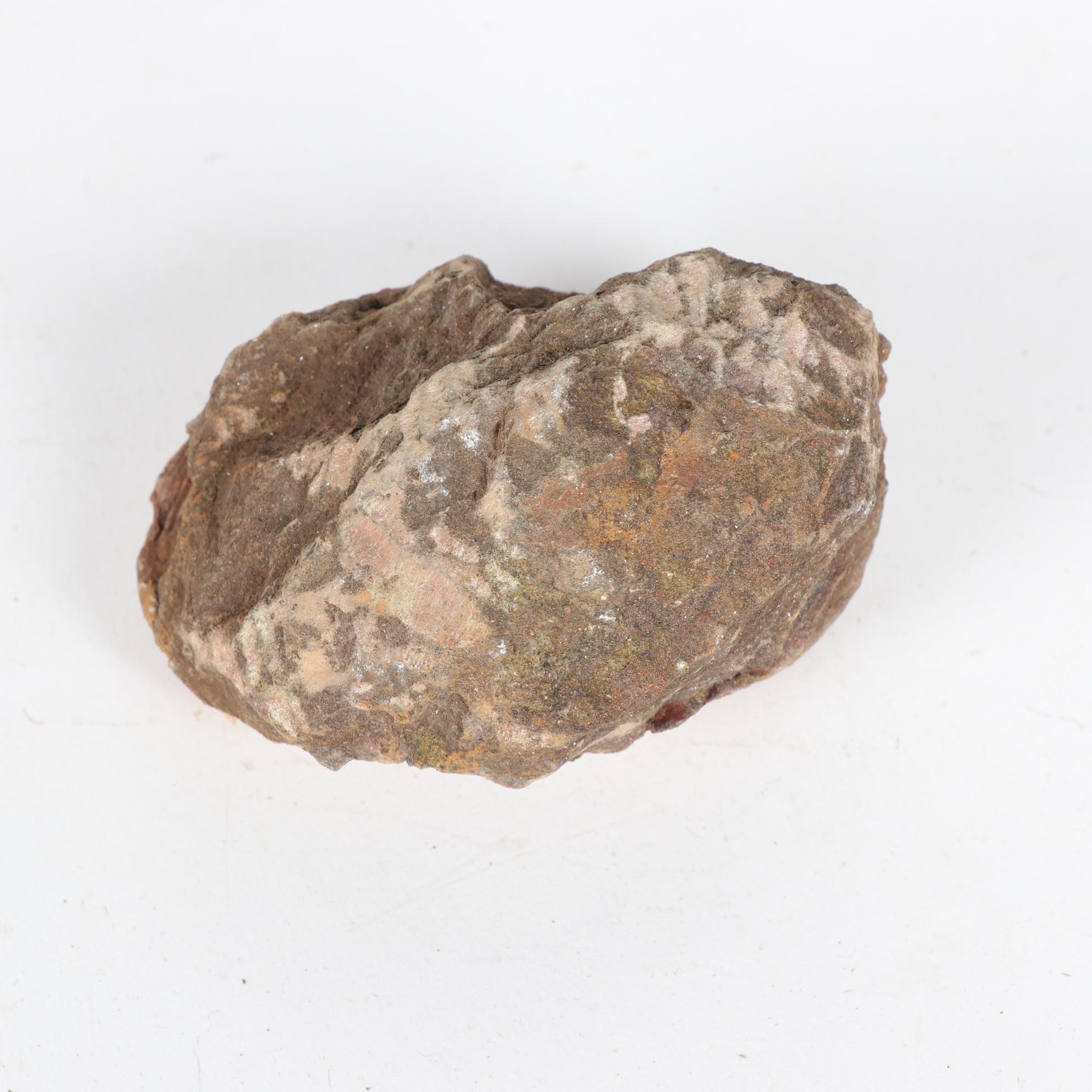 Fossil Trilobite Specimens