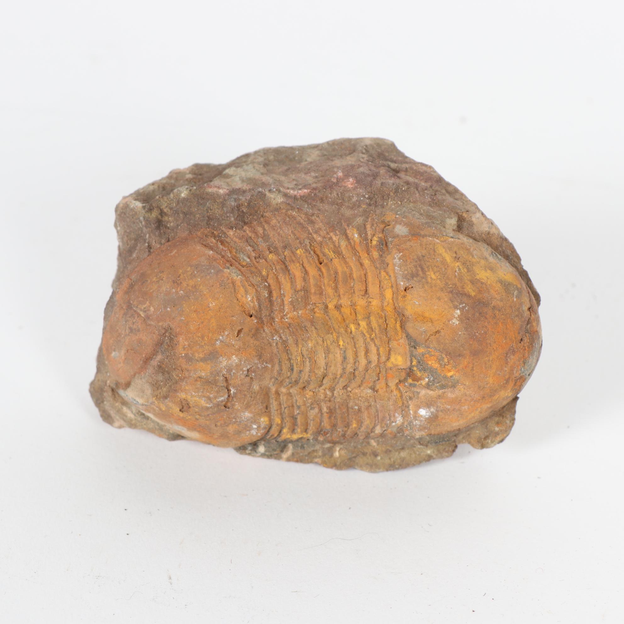 Fossil Trilobite Specimens