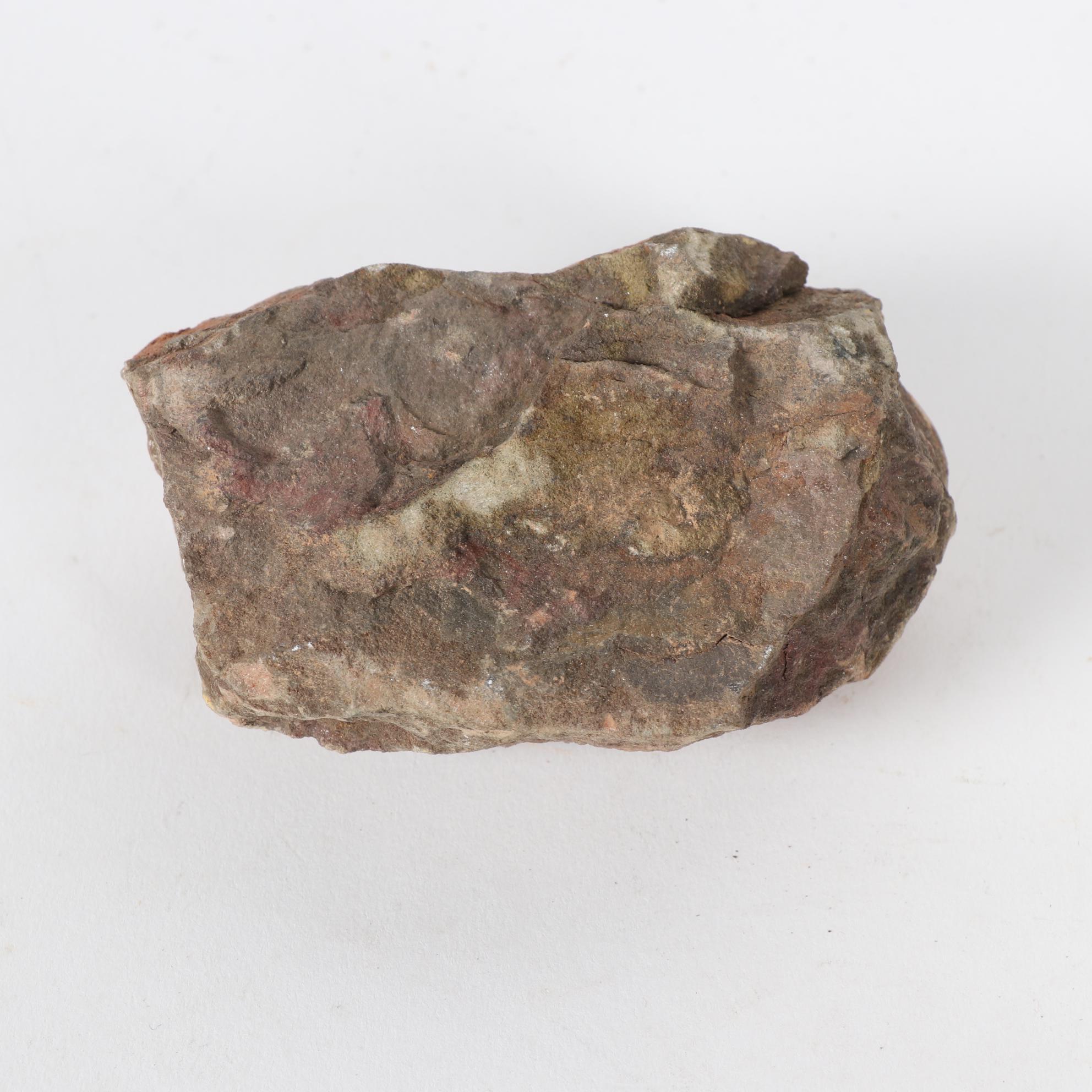 Fossil Trilobite Specimens