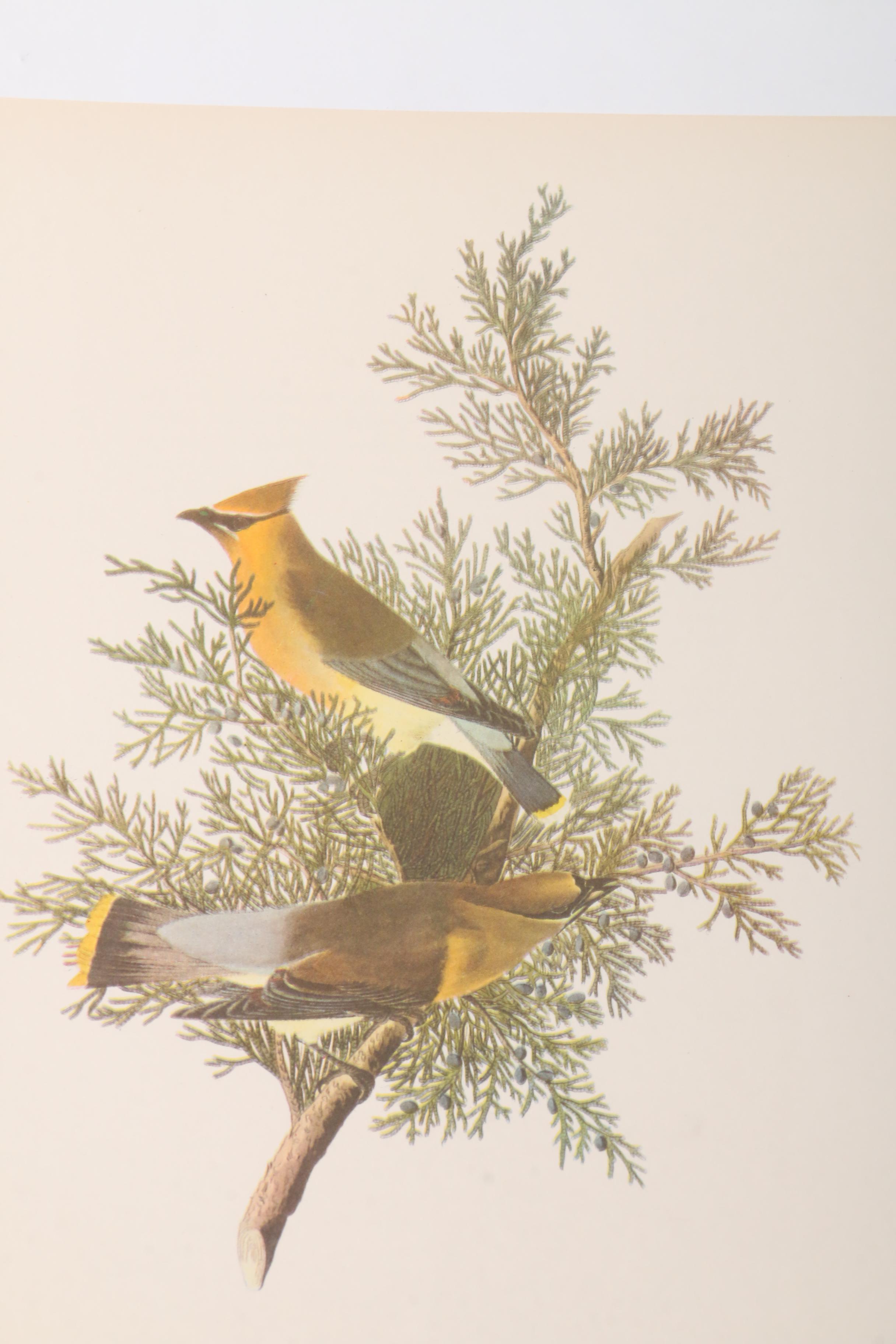 Offset Lithograph Prints after John J. Audubon Ornithological Illustrations