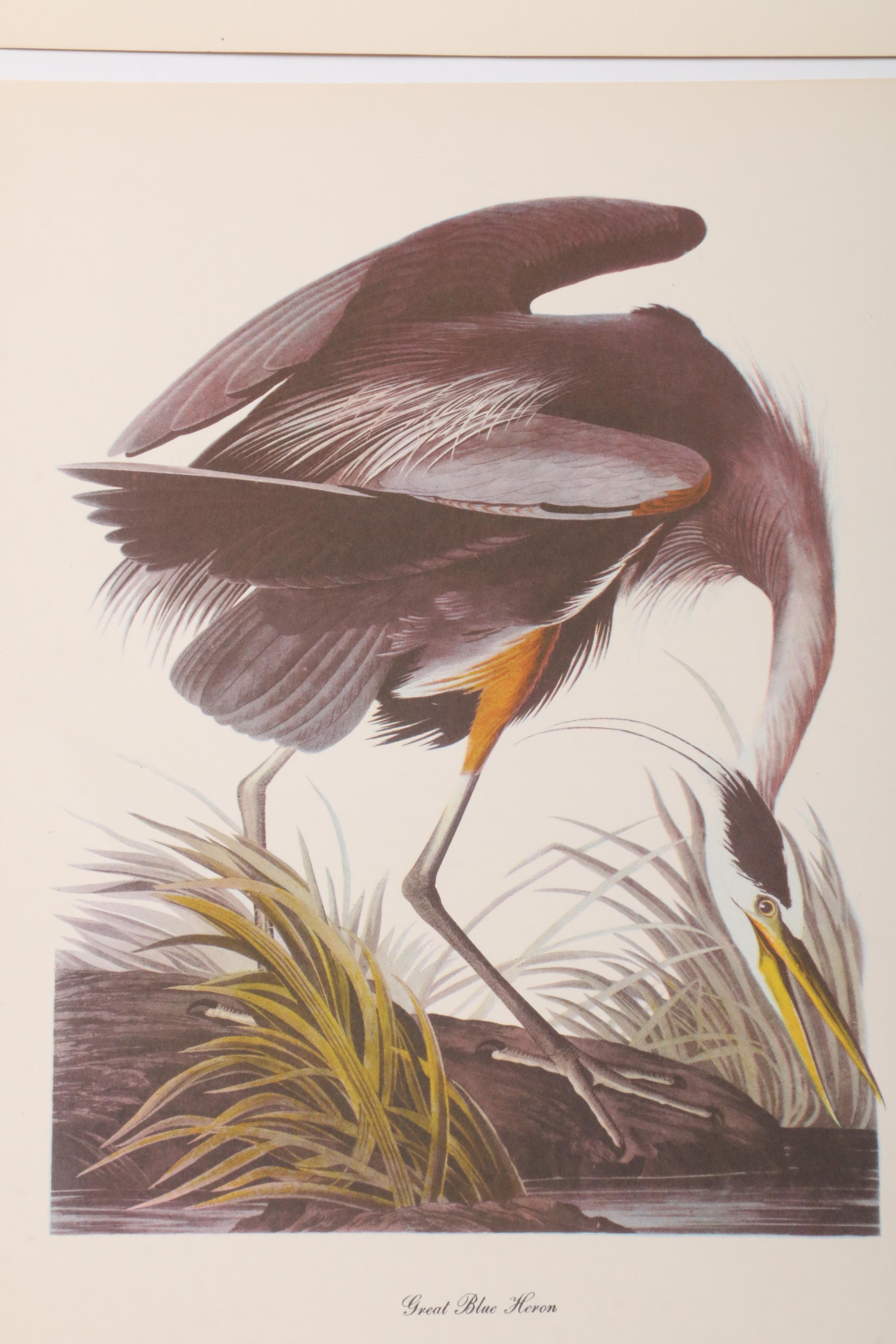 Offset Lithograph Prints after John J. Audubon Ornithological Illustrations