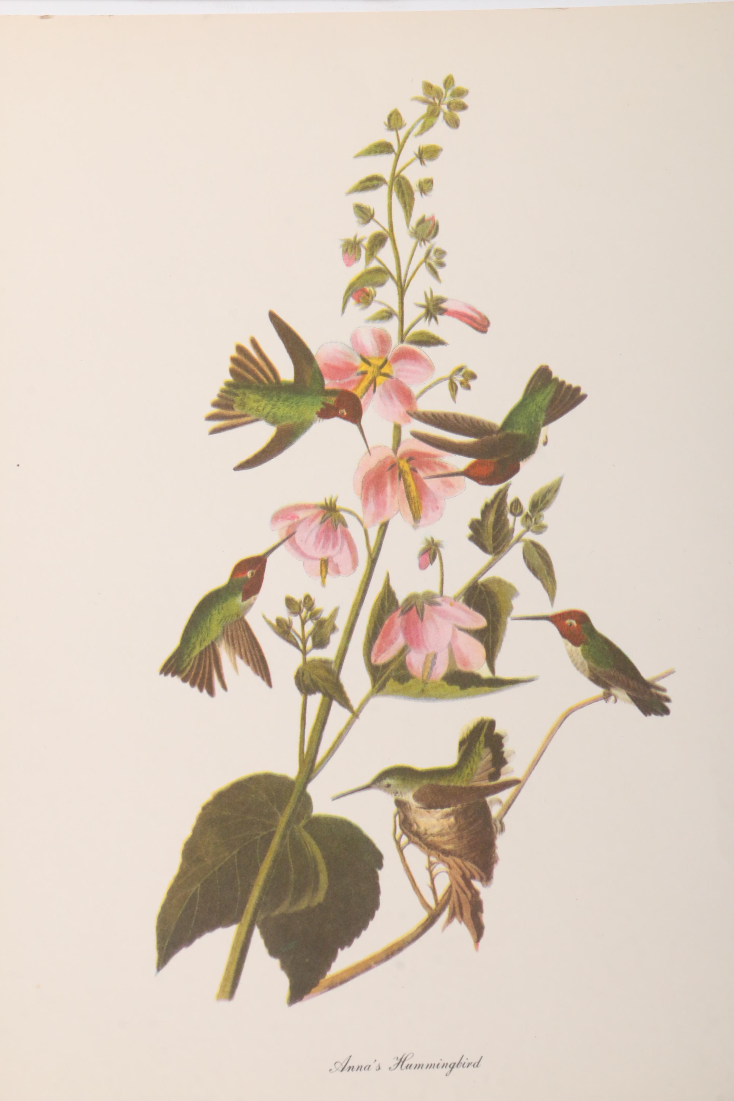 Offset Lithograph Prints after John J. Audubon Ornithological Illustrations