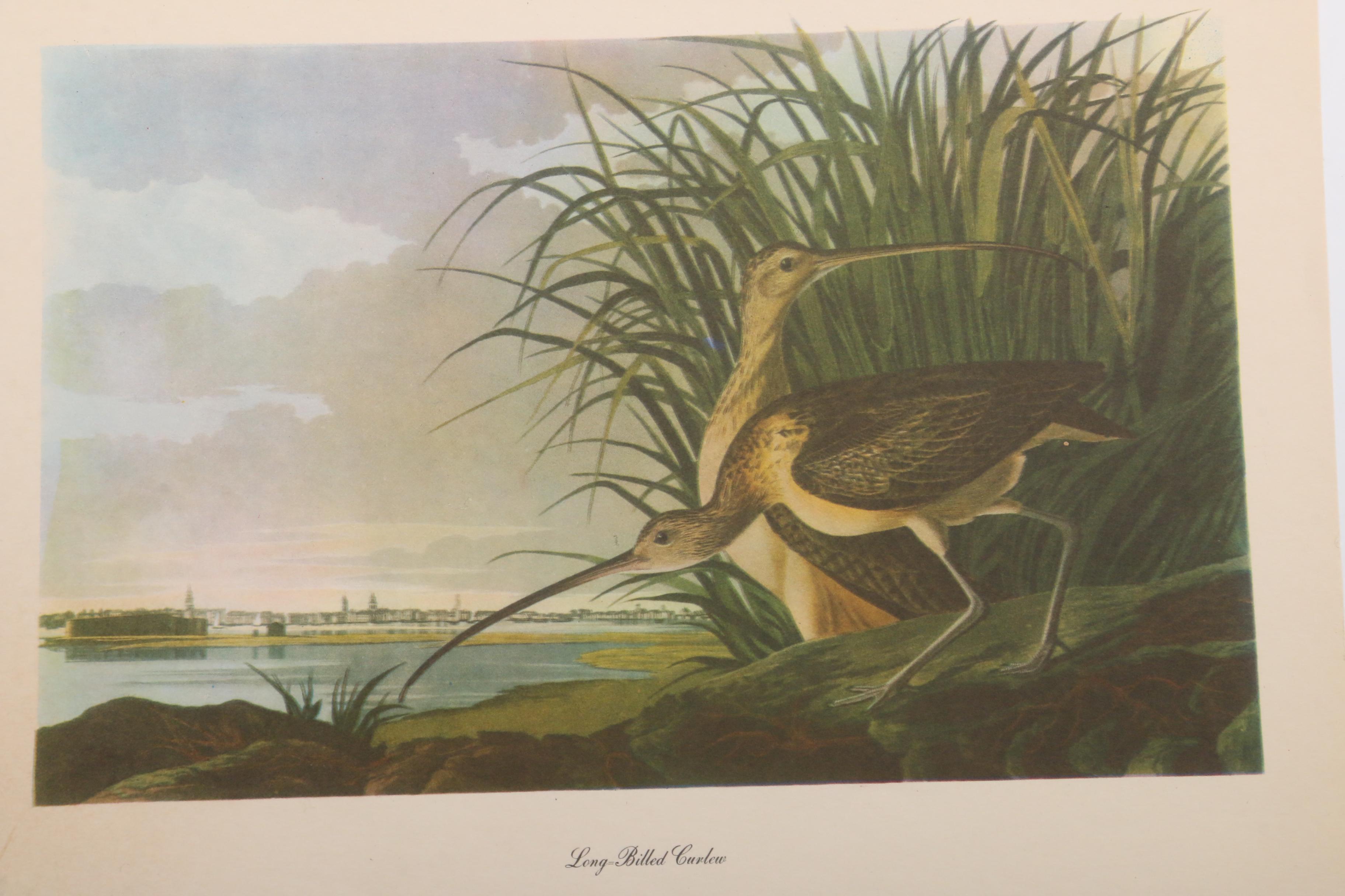 Offset Lithograph Prints after John J. Audubon Ornithological Illustrations