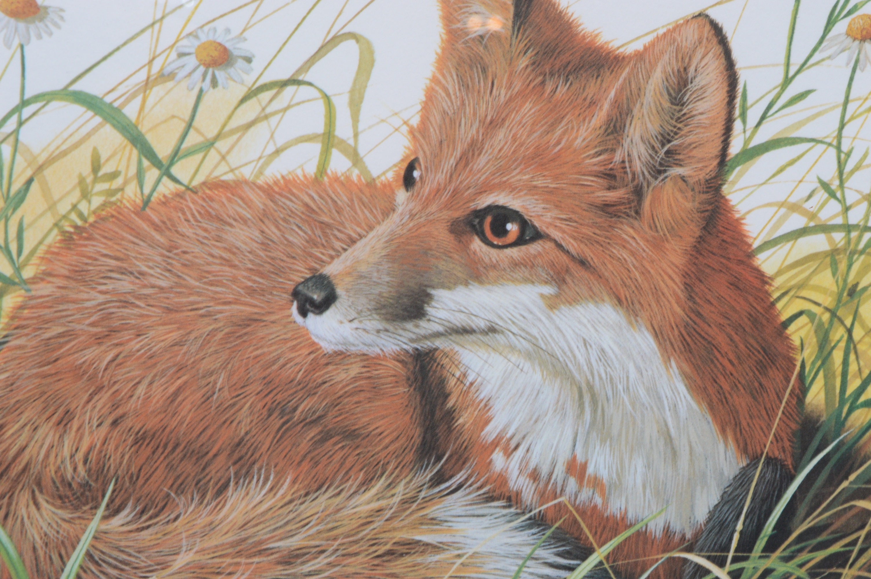 Don Balke Limited Edition Offset Lithograph"Red Fox Pup"