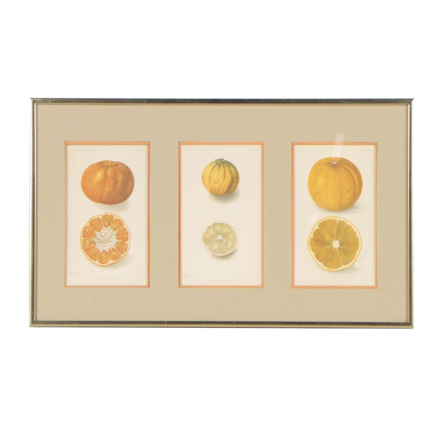 Rotogravure Fruit Prints after D. G. Passmore