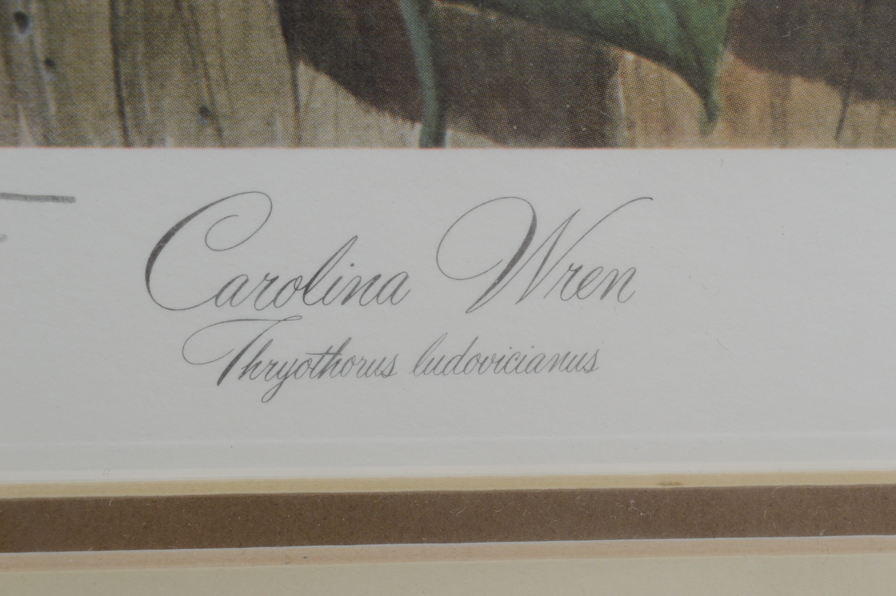 John Ruthven Signed Limited Edition Offset Lithograph "Carolina Wren"