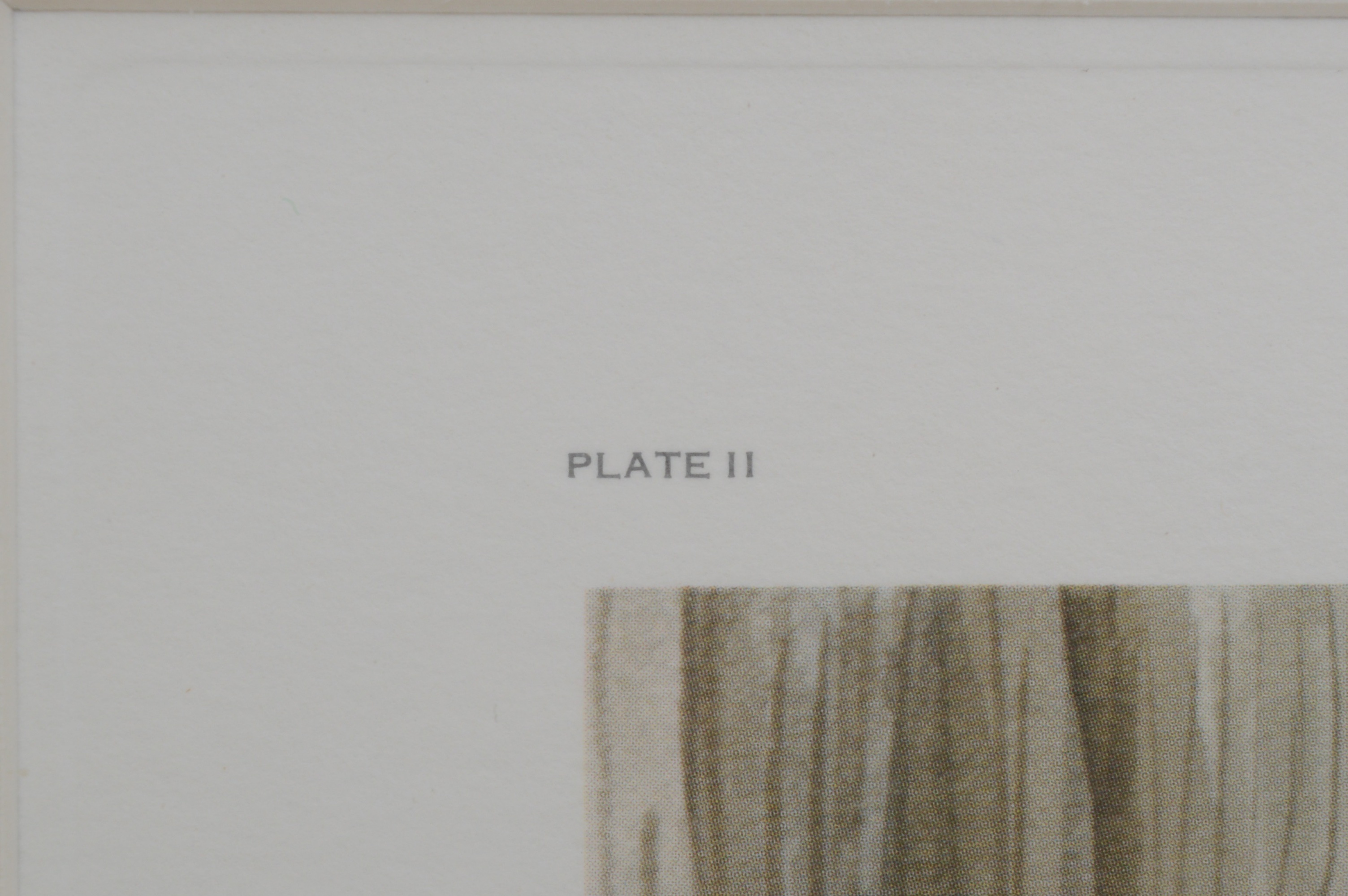 John Ruthven Signed Limited Edition Offset Lithograph "Carolina Wren"