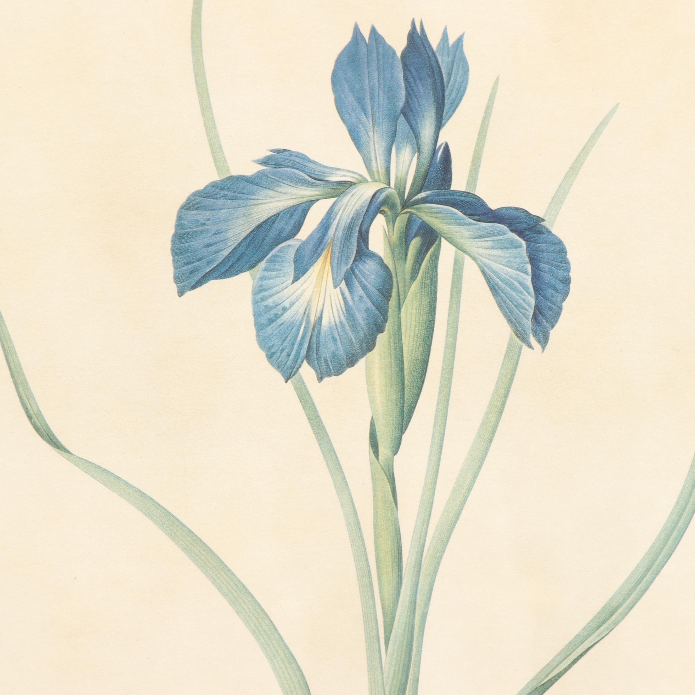 Offset Lithographs after Botanical Field Drawings