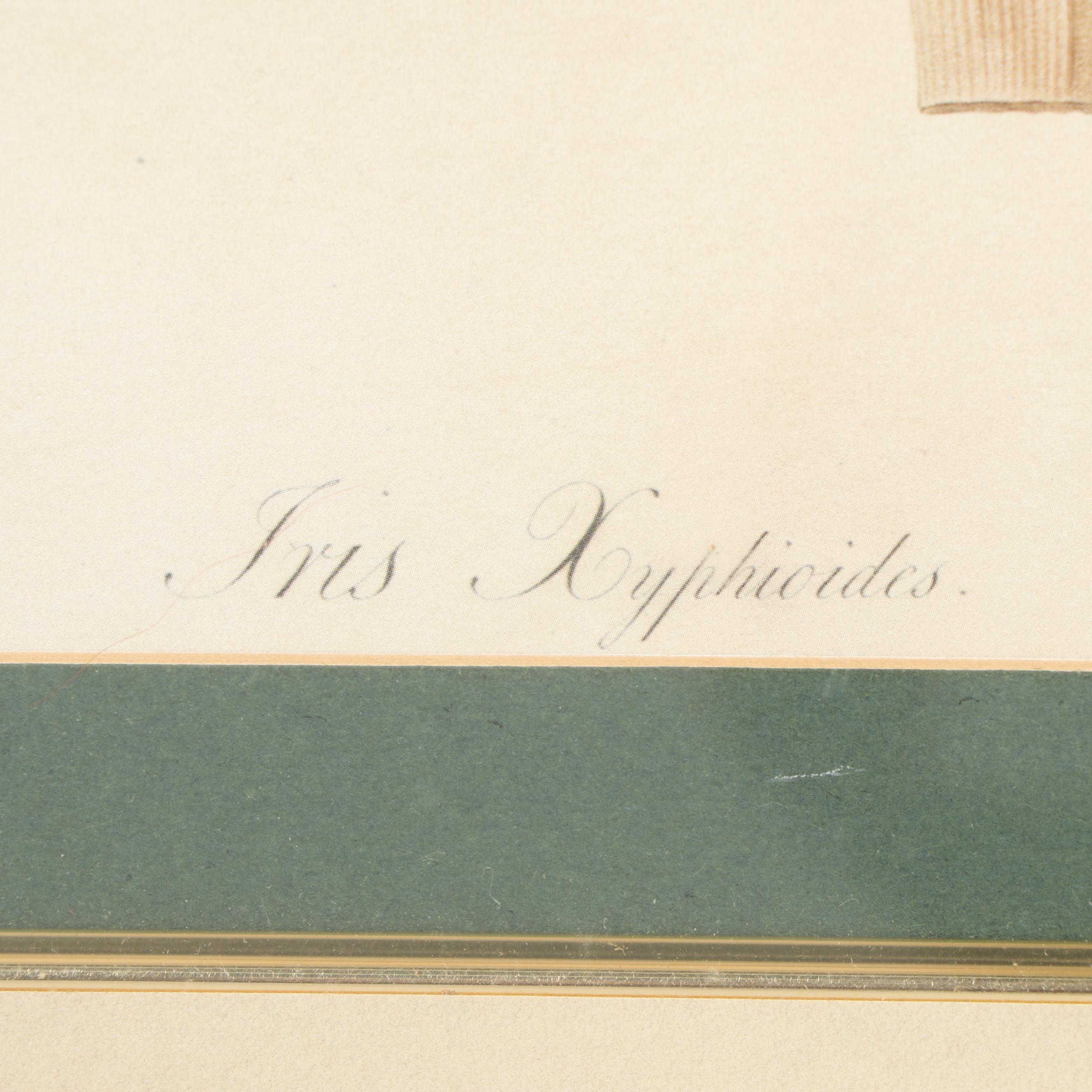 Offset Lithographs after Botanical Field Drawings