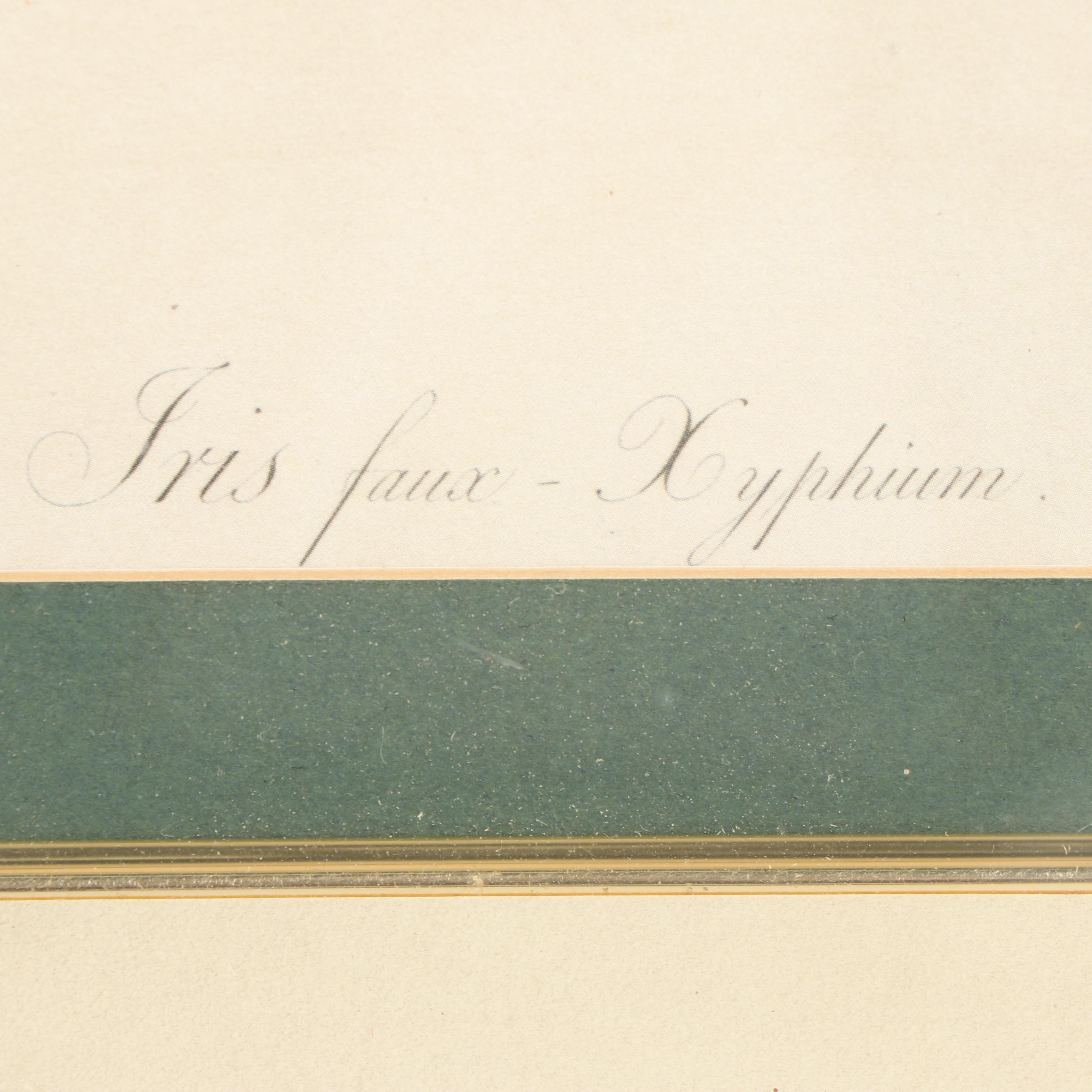 Offset Lithographs after Botanical Field Drawings