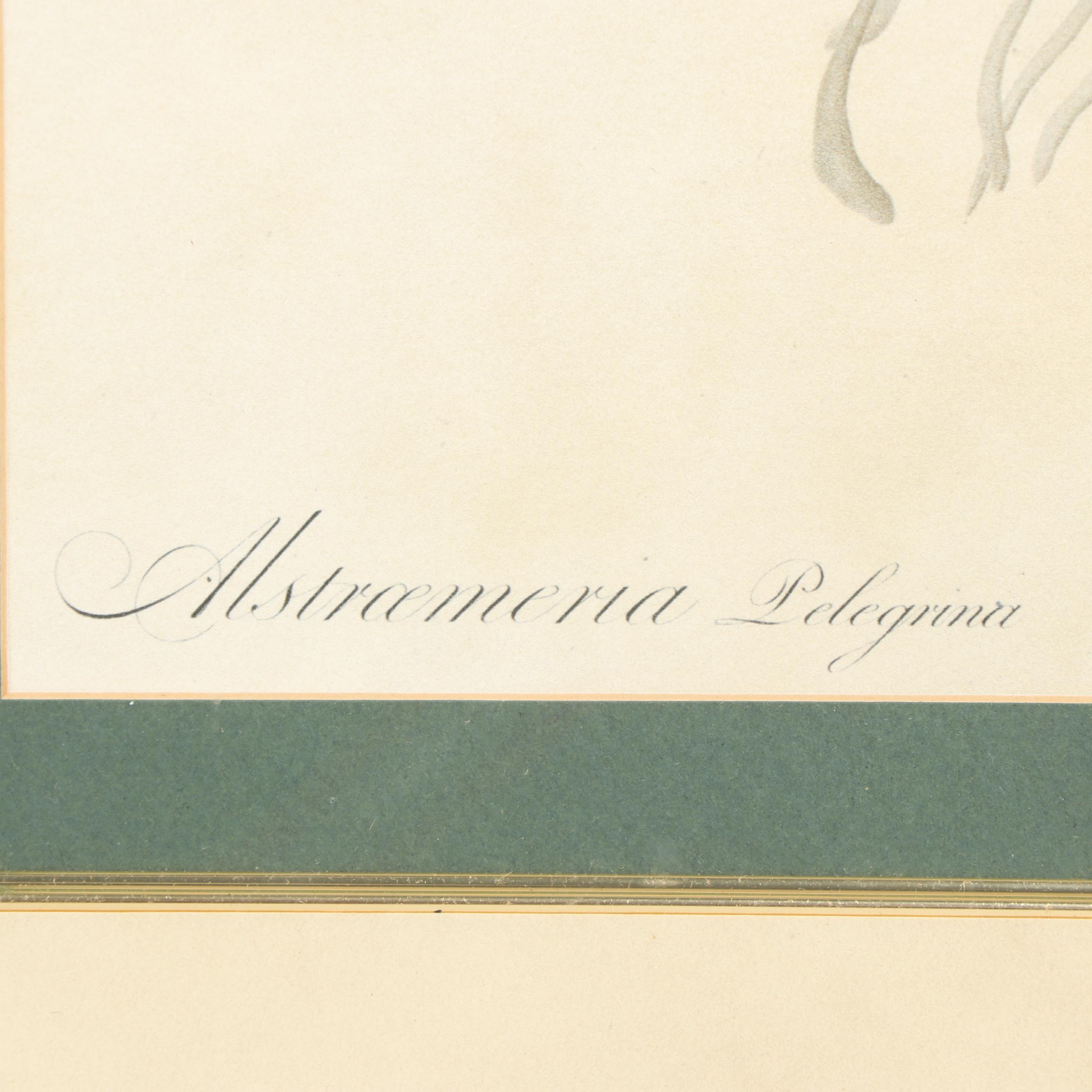 Offset Lithographs after Botanical Field Drawings