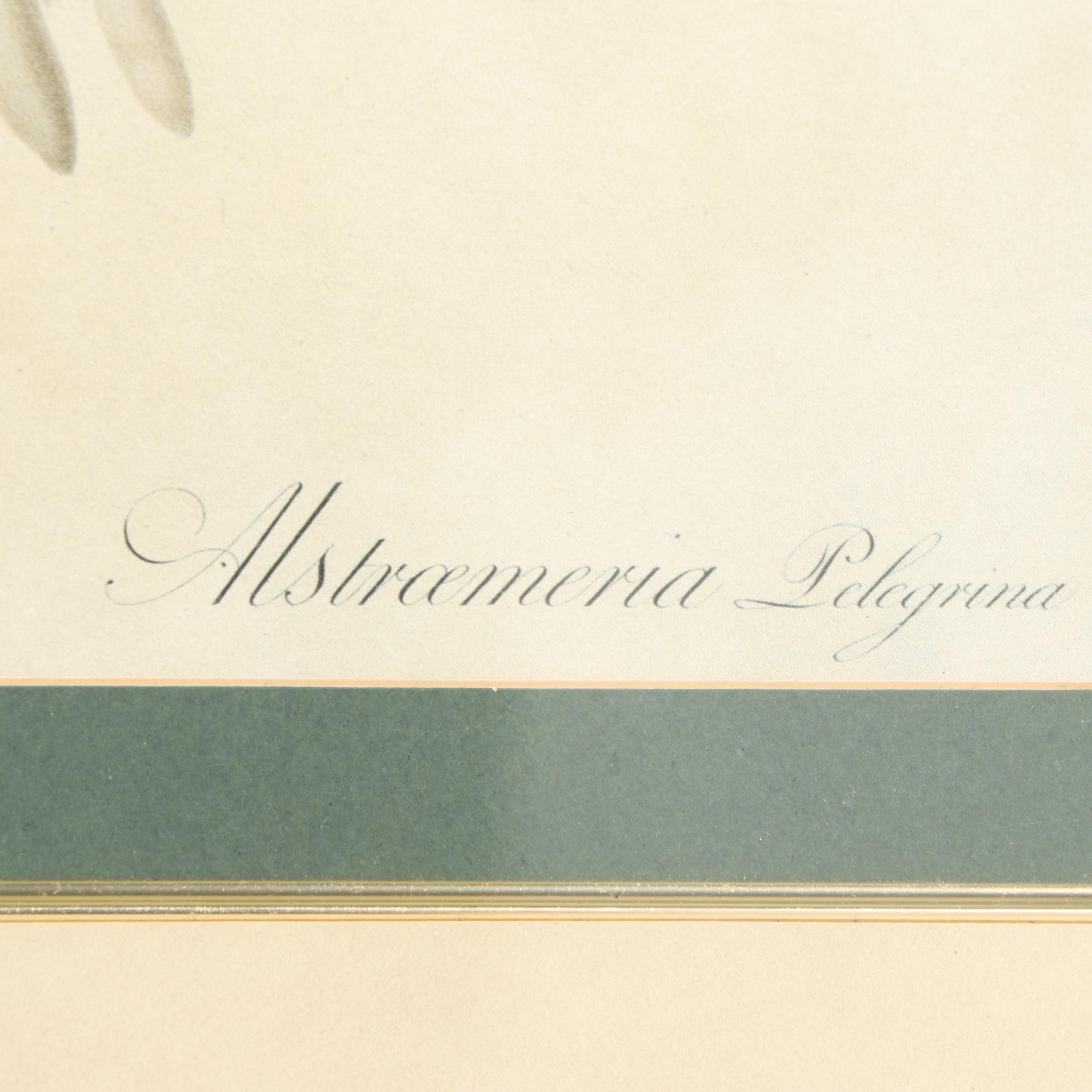 Offset Lithographs after Botanical Field Drawings