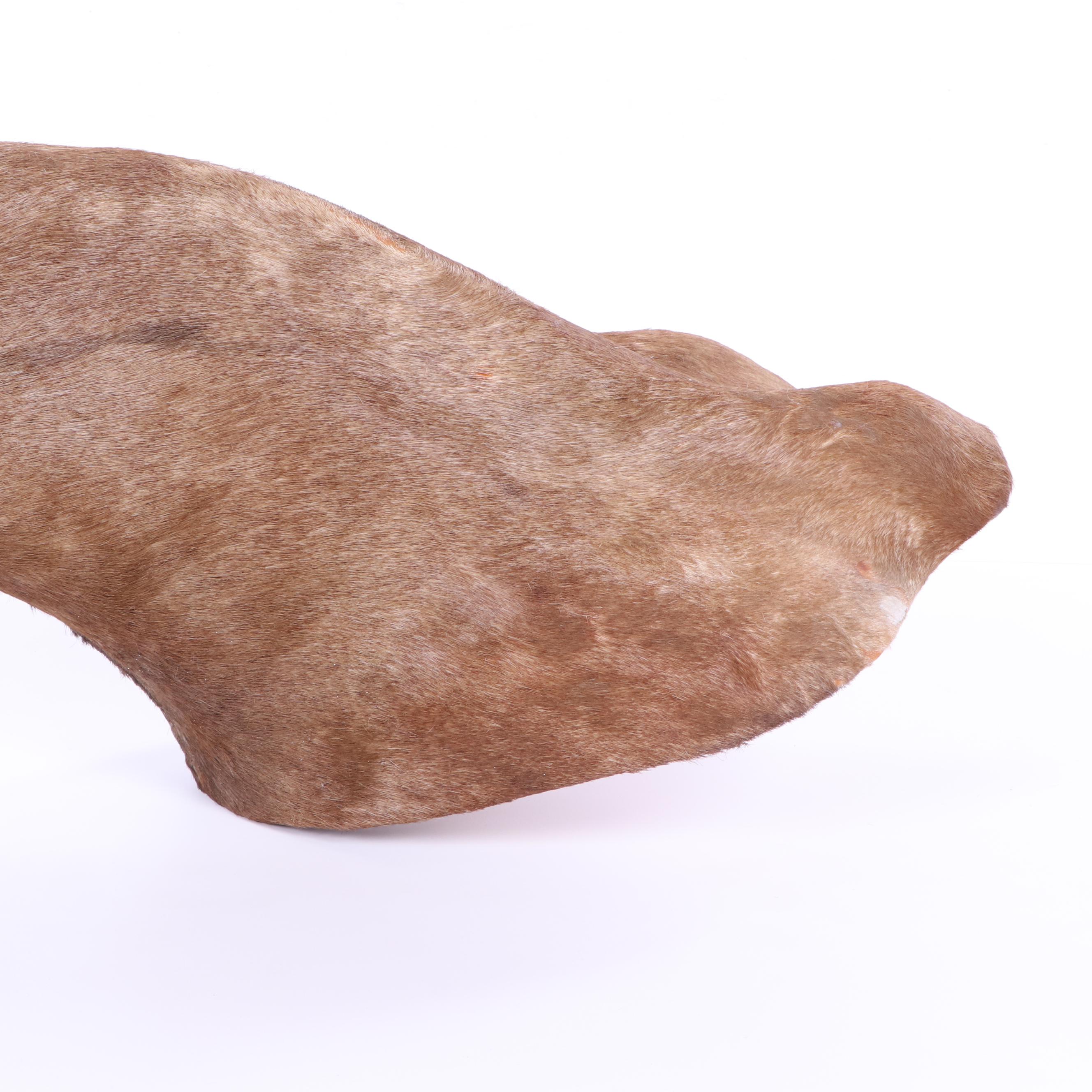 Hartebeest Taxidermy Shoulder Mount