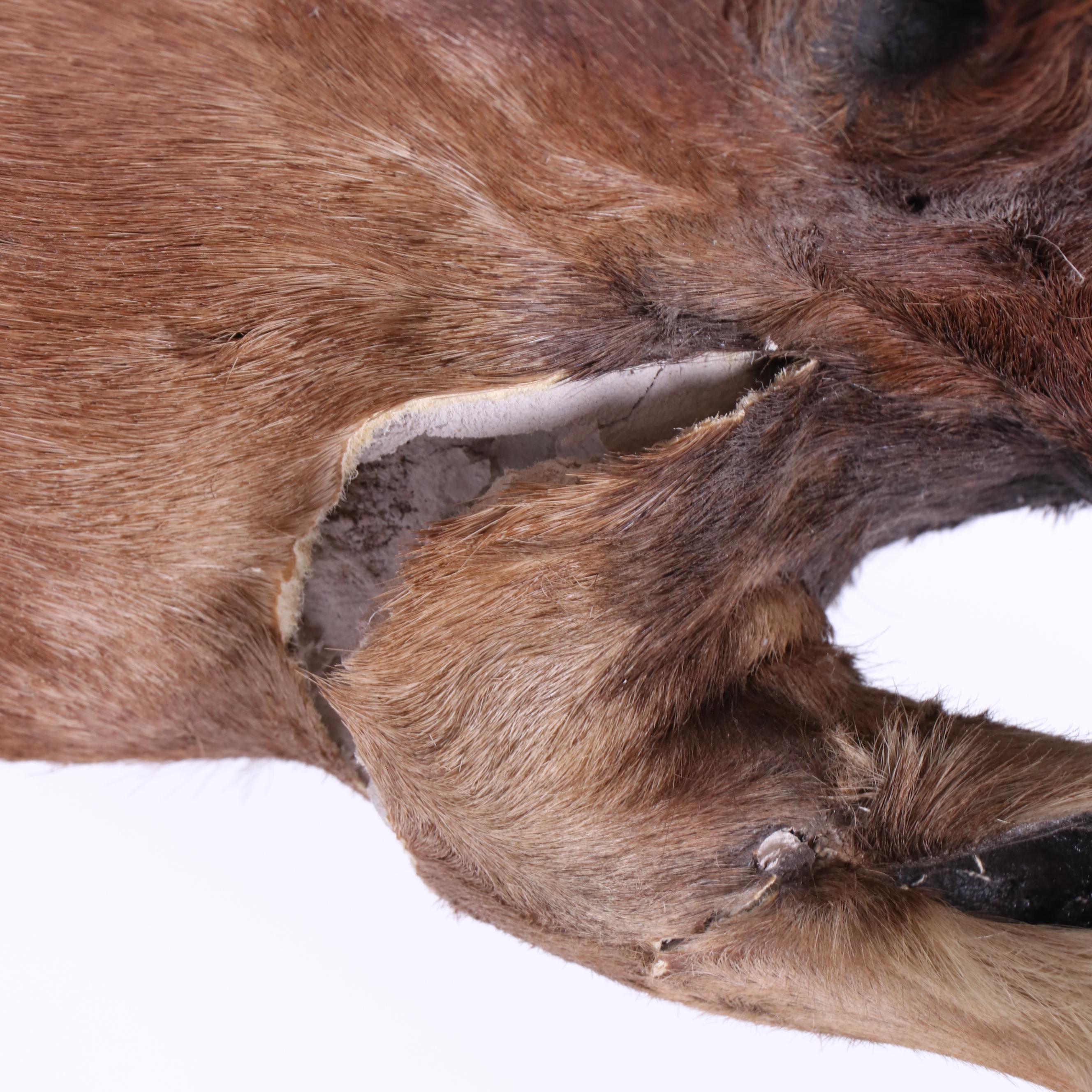 Hartebeest Taxidermy Shoulder Mount