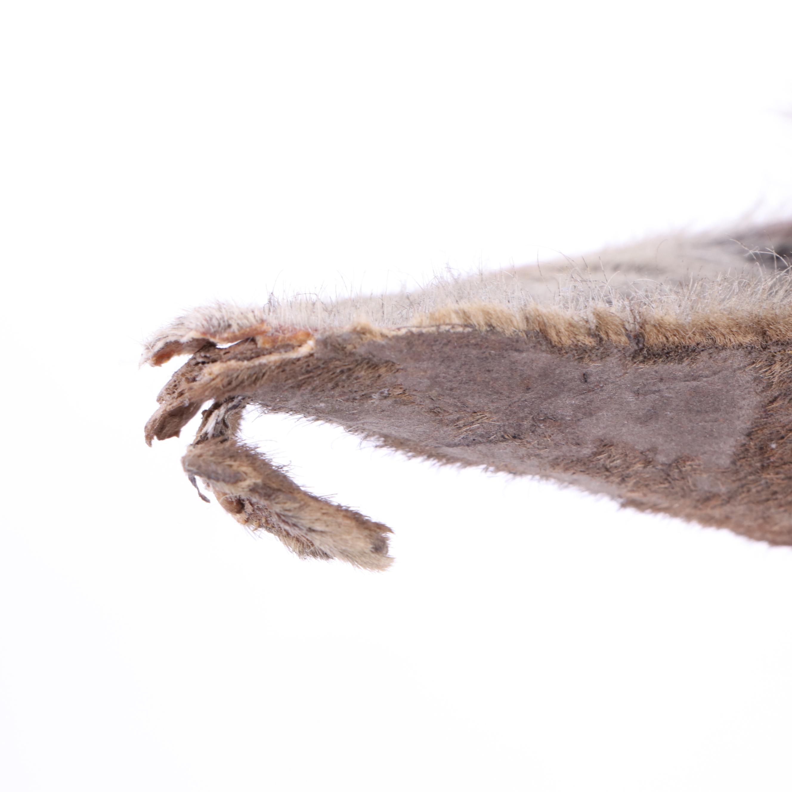 Hartebeest Taxidermy Shoulder Mount