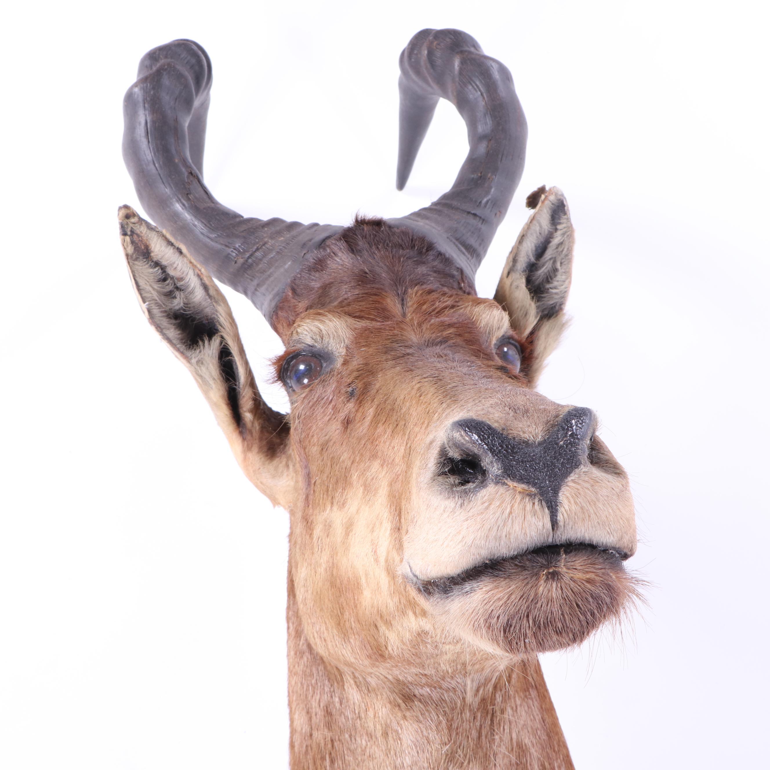 Hartebeest Taxidermy Shoulder Mount